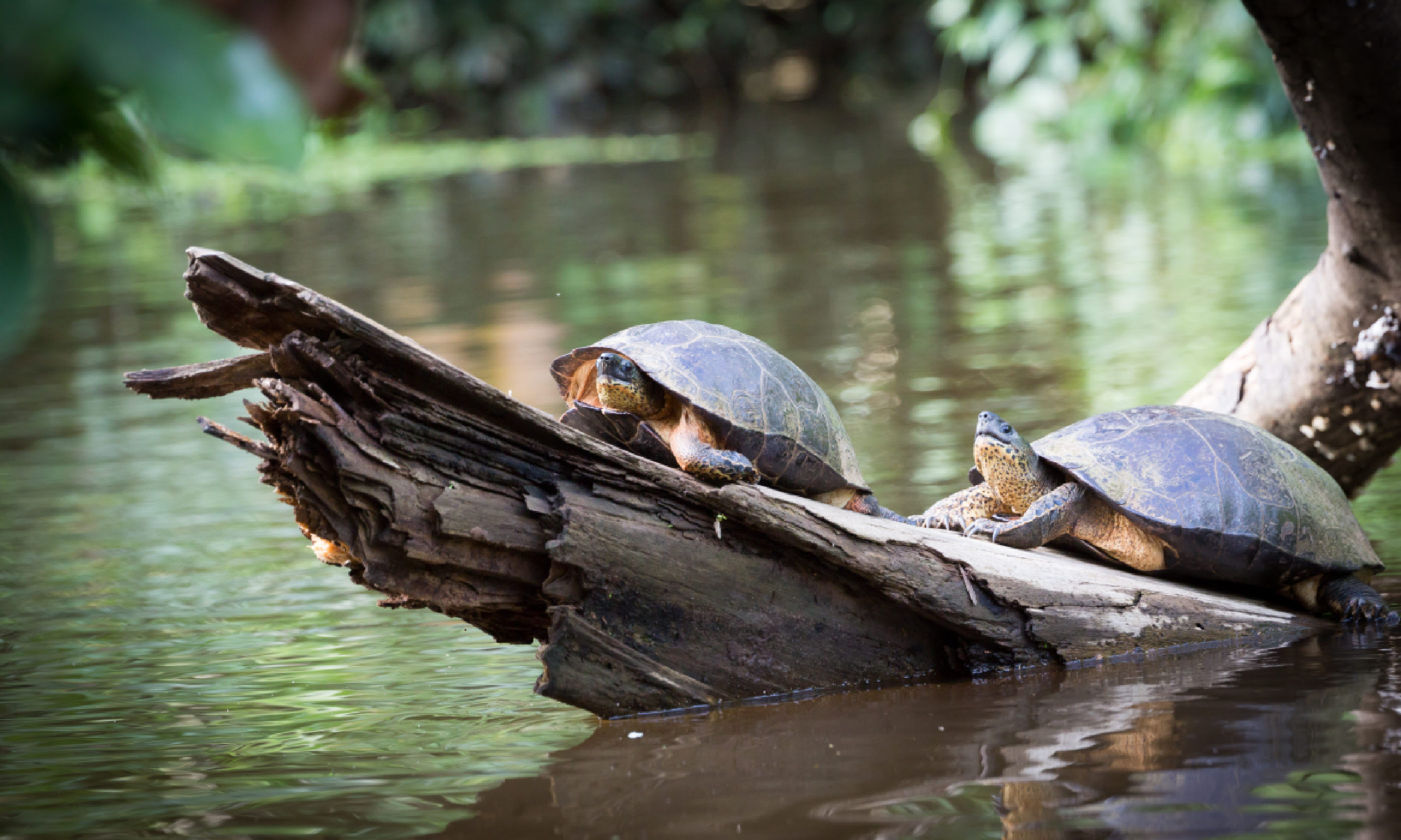 Tortuguero National Park (Shutterstock)