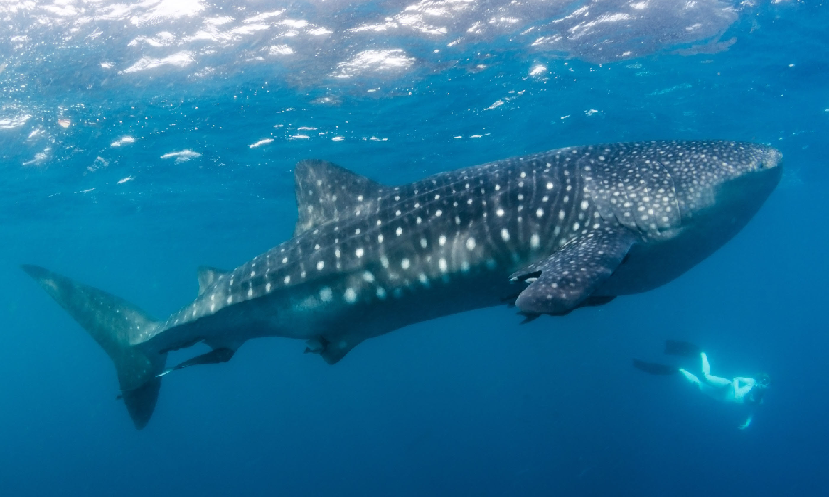 Diving with a whaleshark, Costa Rica (Shutterstock)