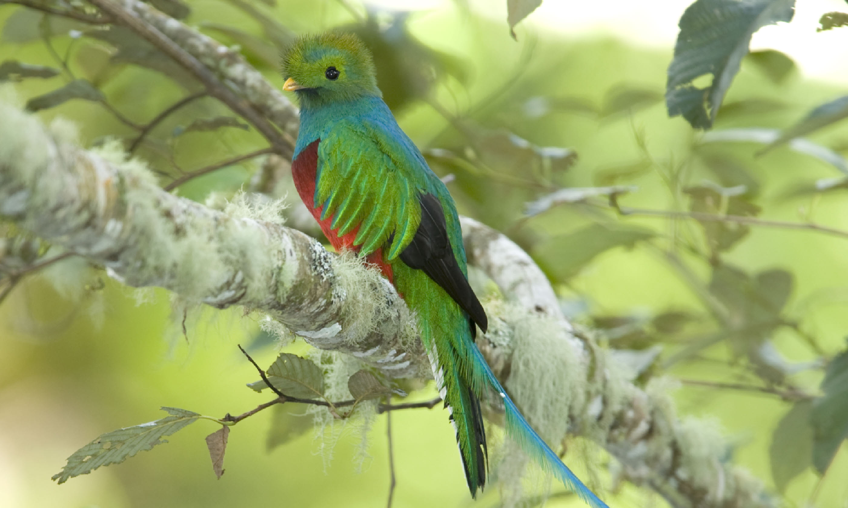 Queztal, Costa Rica (Shutterstock)