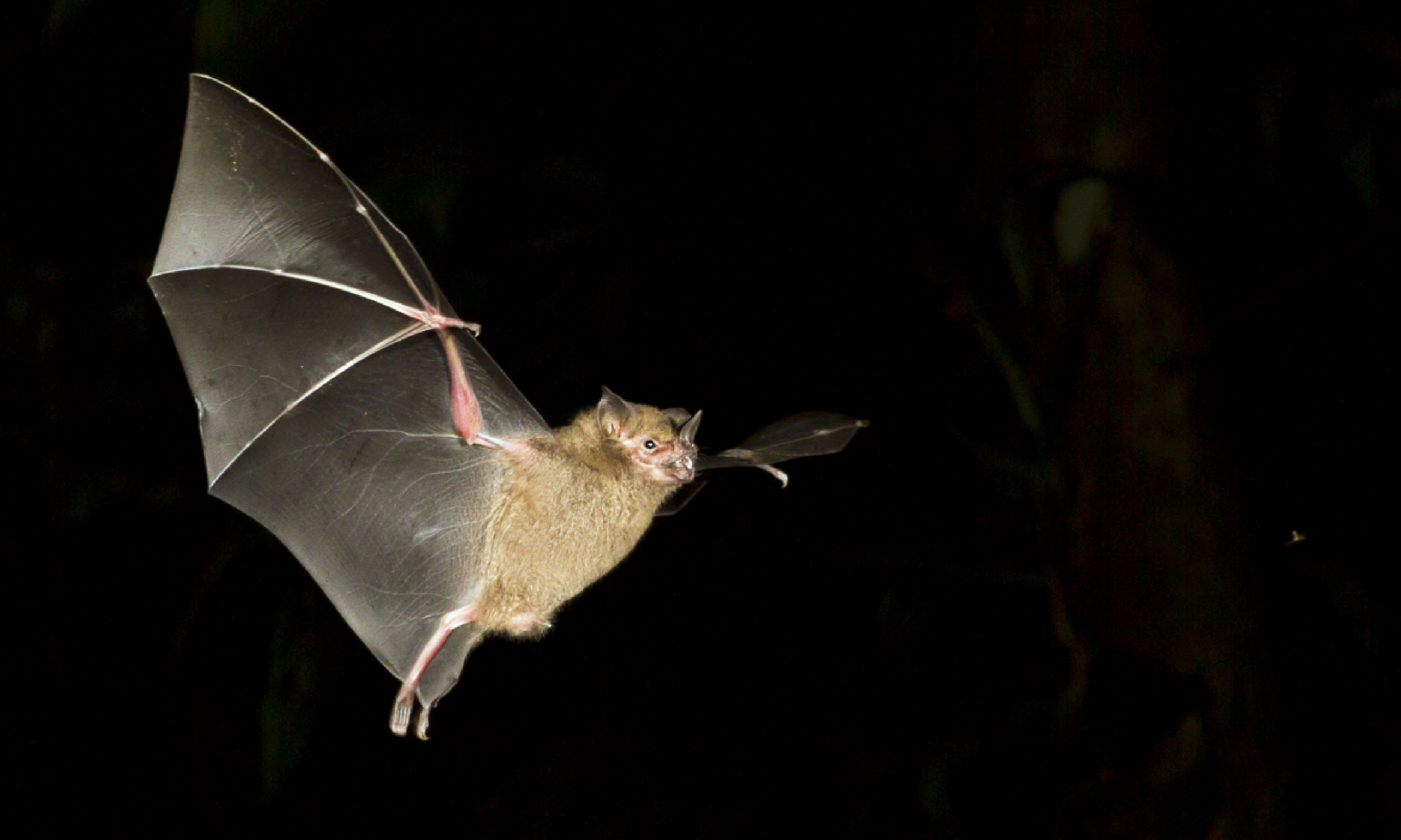 Fruit bat, Tortuguero (Shutterstock)