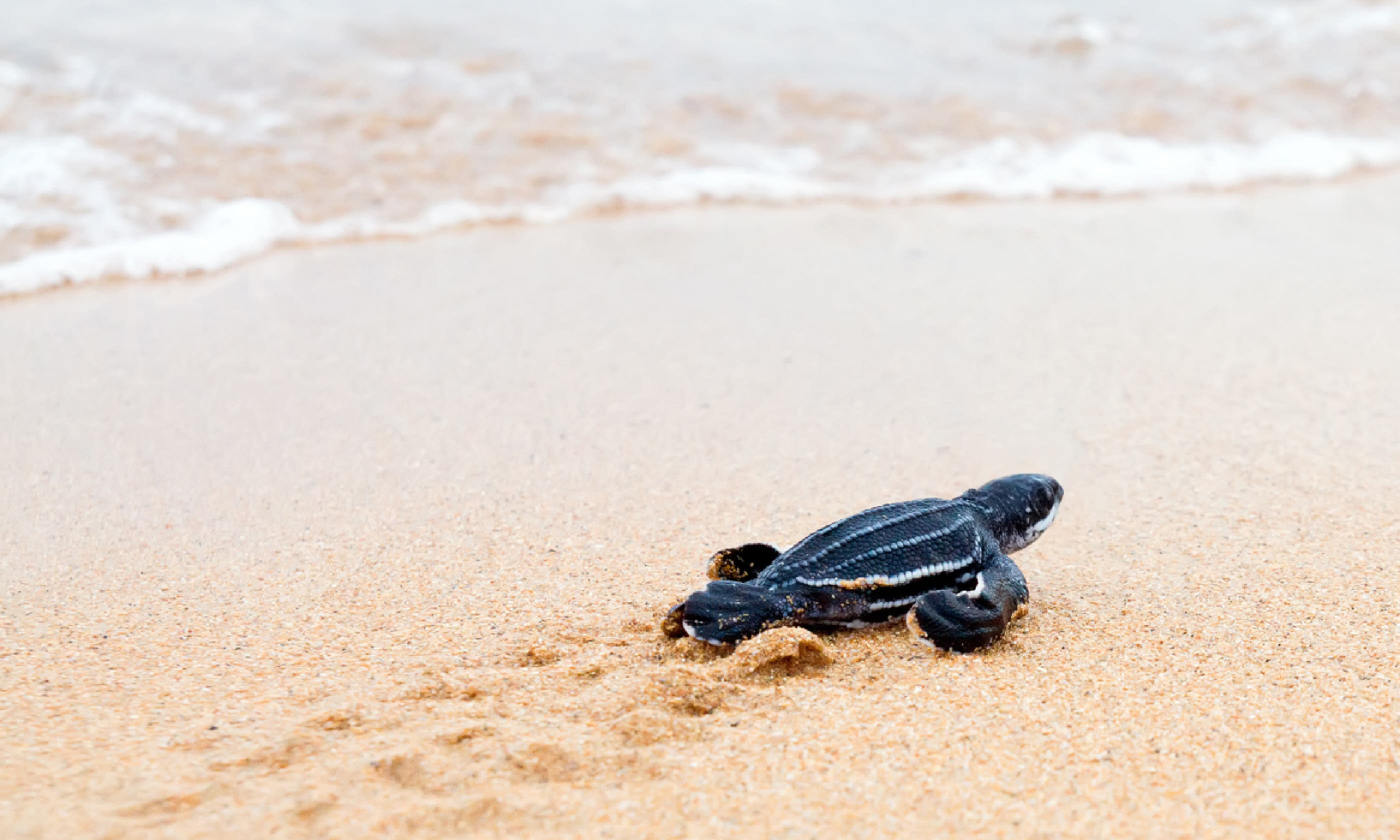 Sea turtle hatchling (Shutterstock)
