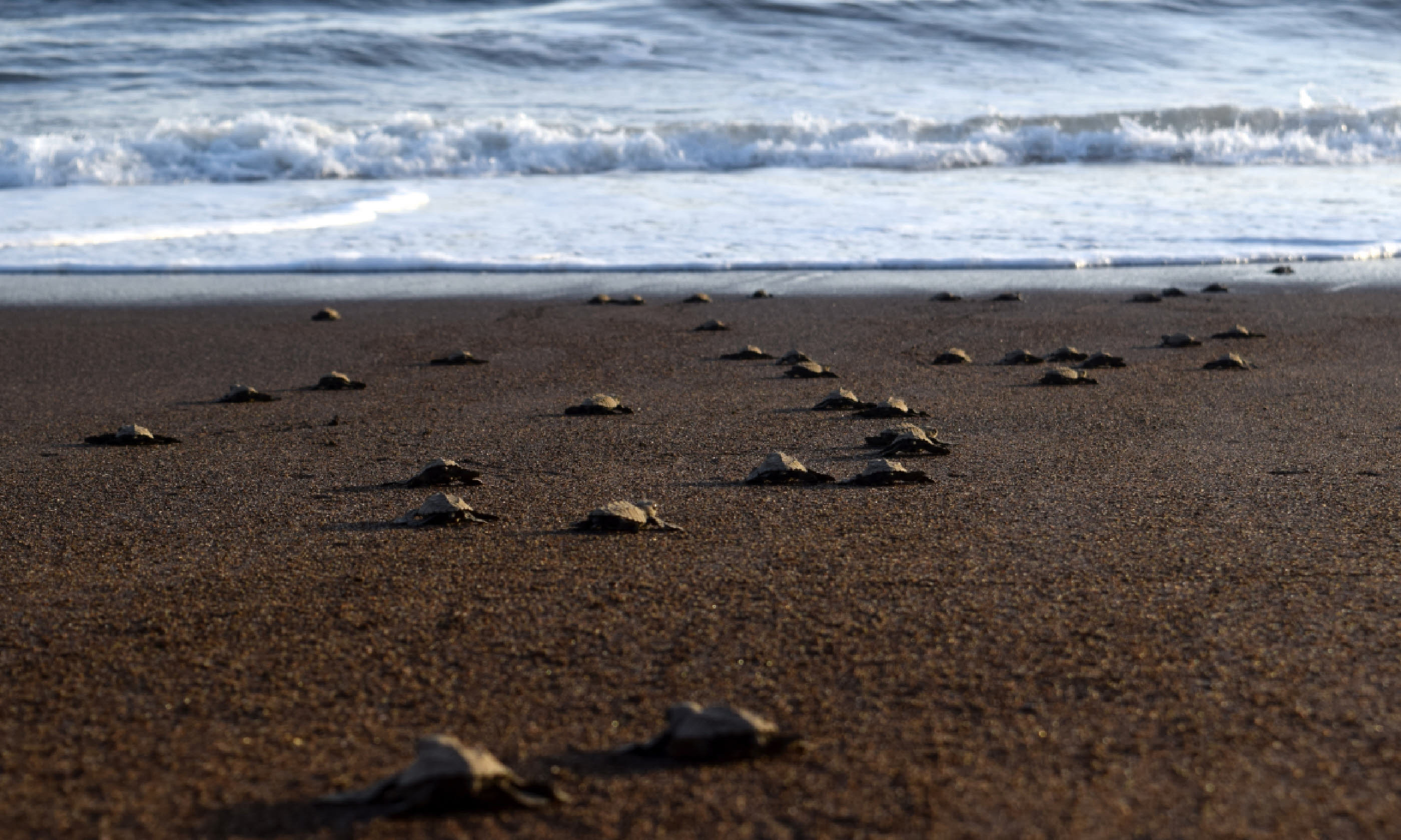 Turtles heading to the sea, Costa Rica (Dreamtime)