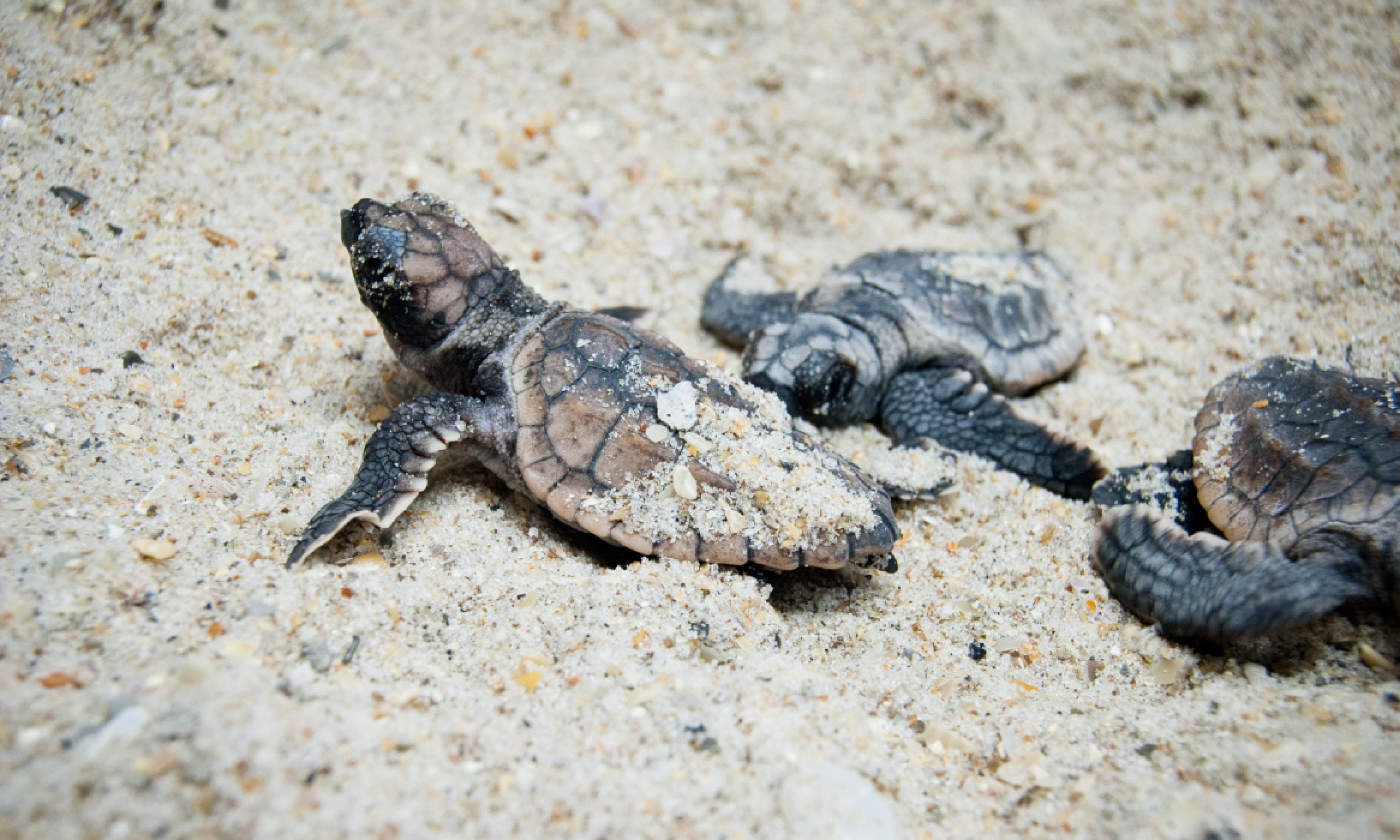 Sea turtle hatchling, Costa Rica (Shutterstock)