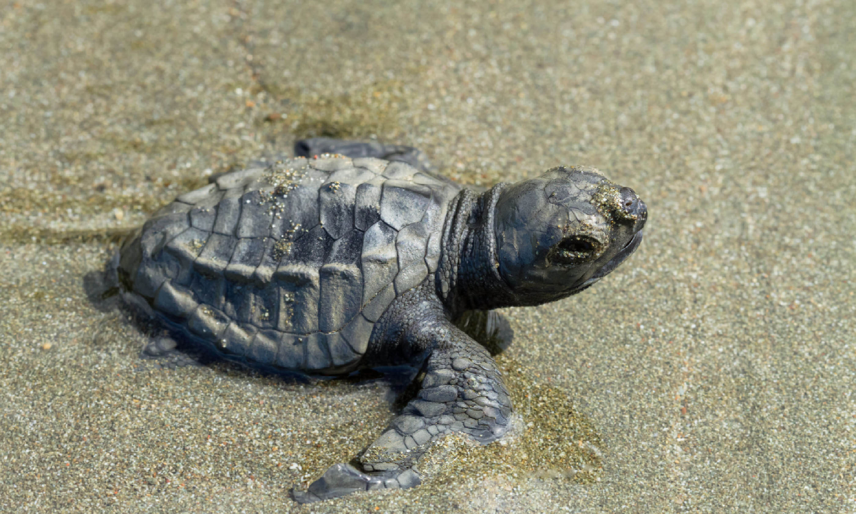 Olive ridley turtle (Shutterstock)
