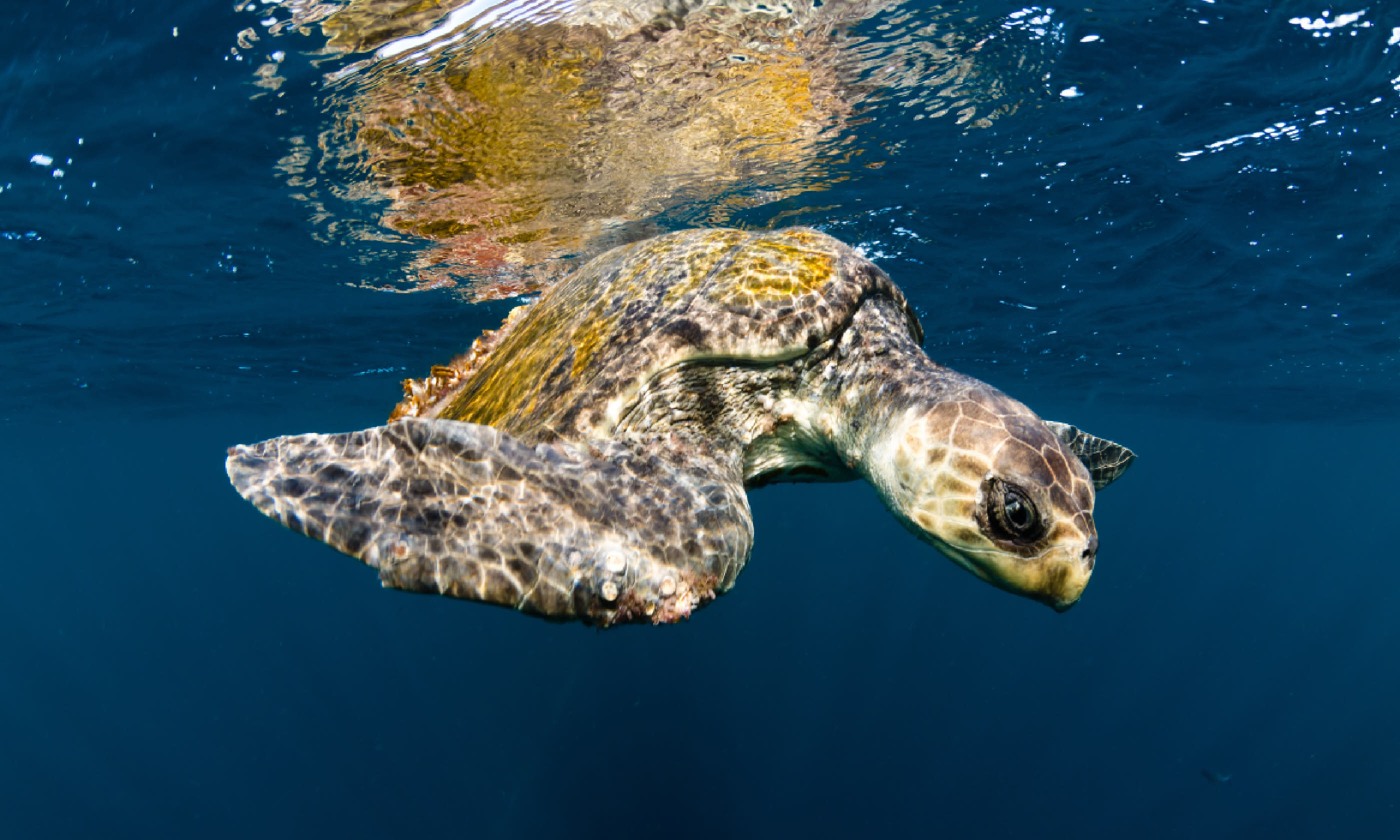 Olive ridley turtle swimming (Shutterstock)