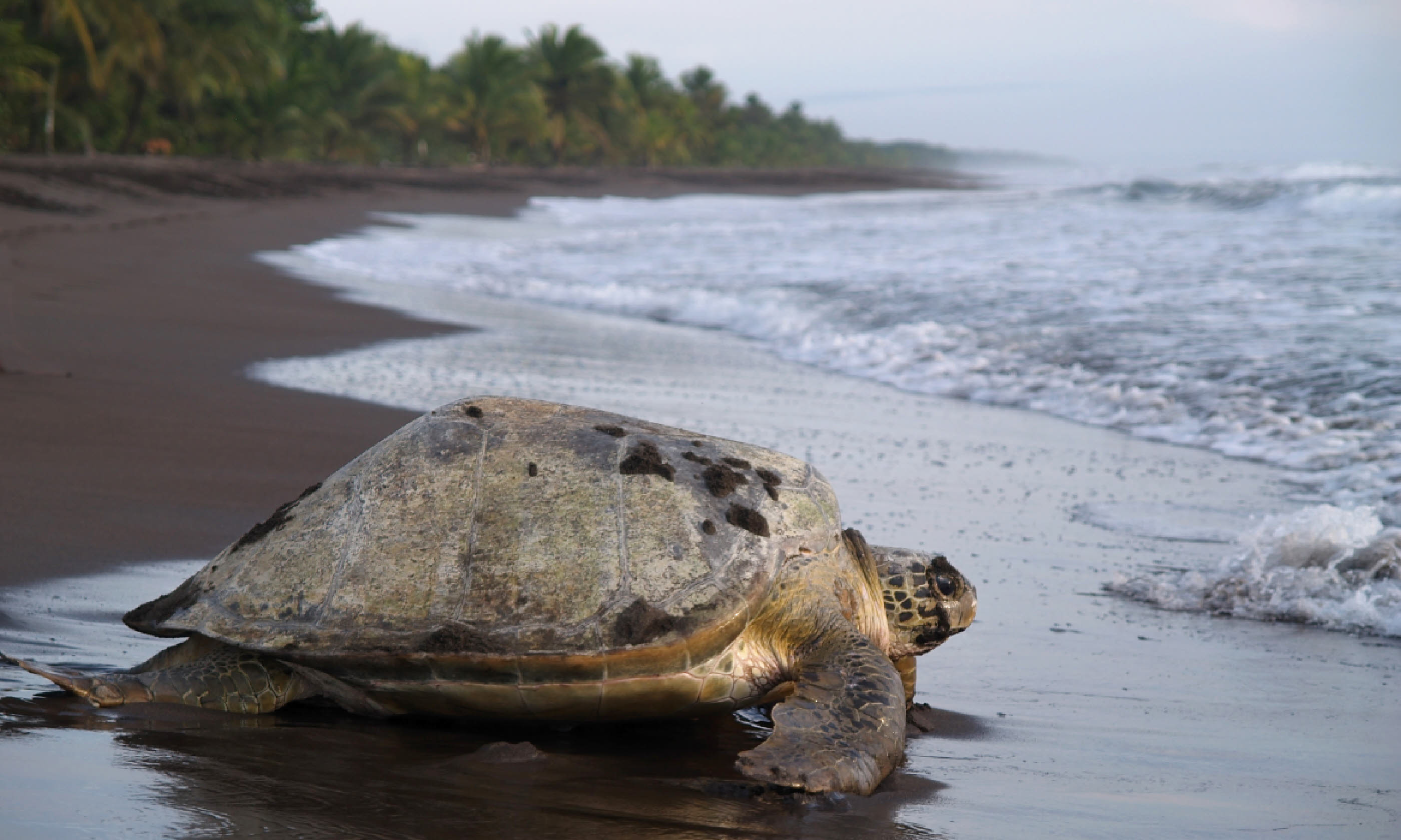 Adult sea turtle, Costa Rica (Shutterstock)