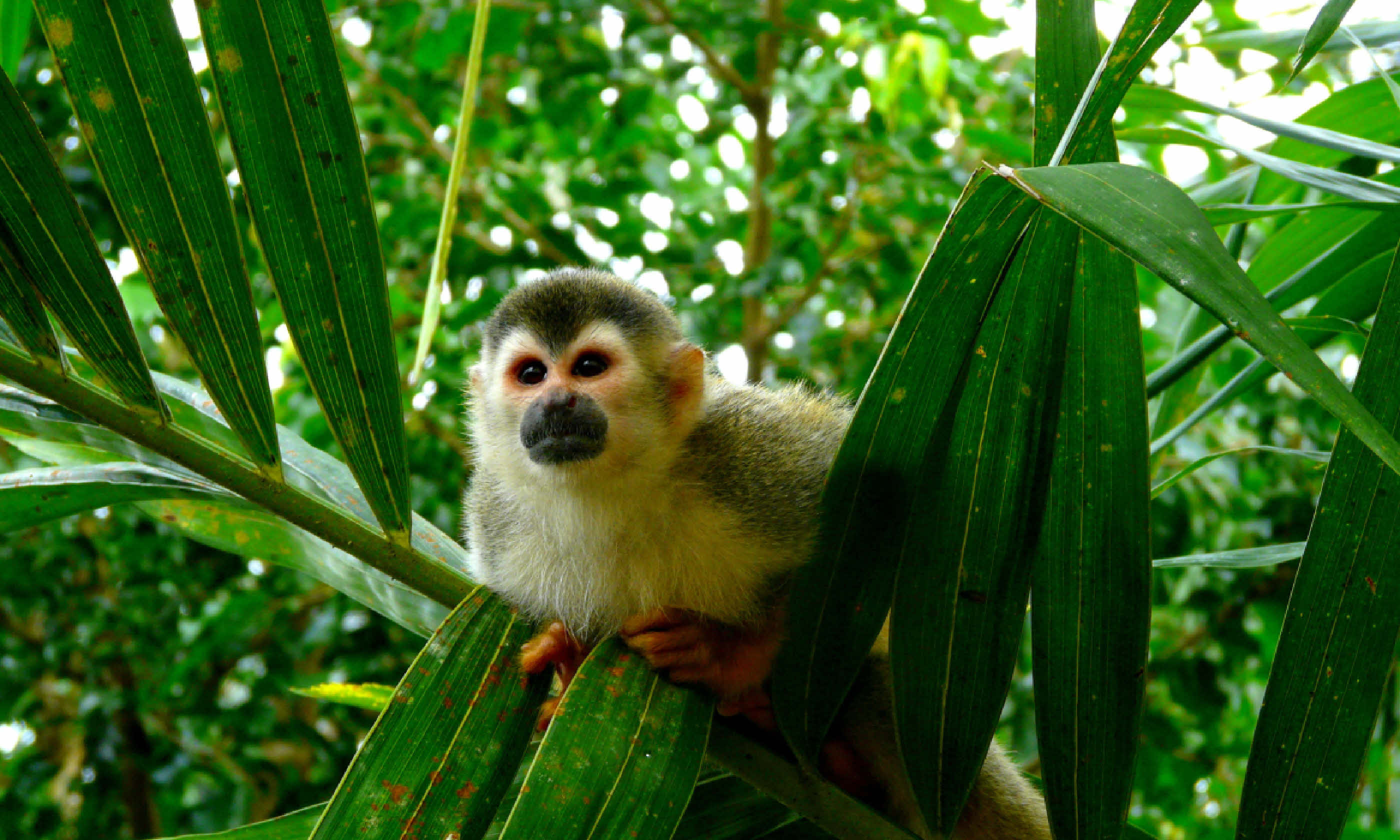 Squirrel monkey in Manuel Antonio National Park, Costa Rica (Shutterstock)