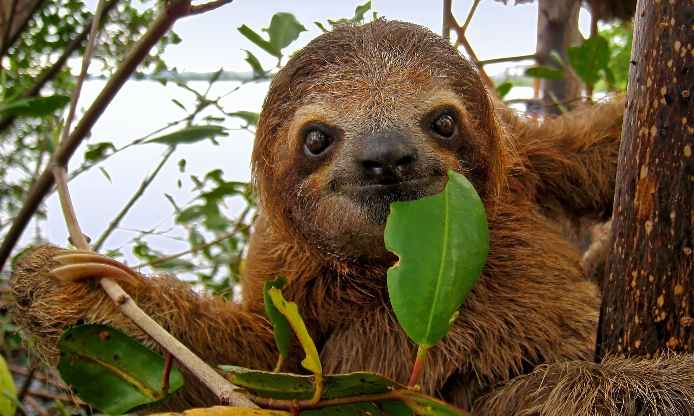 Costa Rican sloth (shutterstock.com. See credit below)