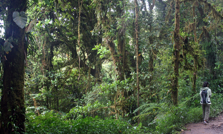 Explore Costa Rica's mystical and exotic jungles (Flickr: Ben Kucinski)