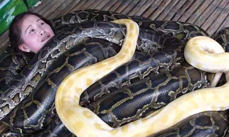 Cebu Zoo snake massage (Youtube)