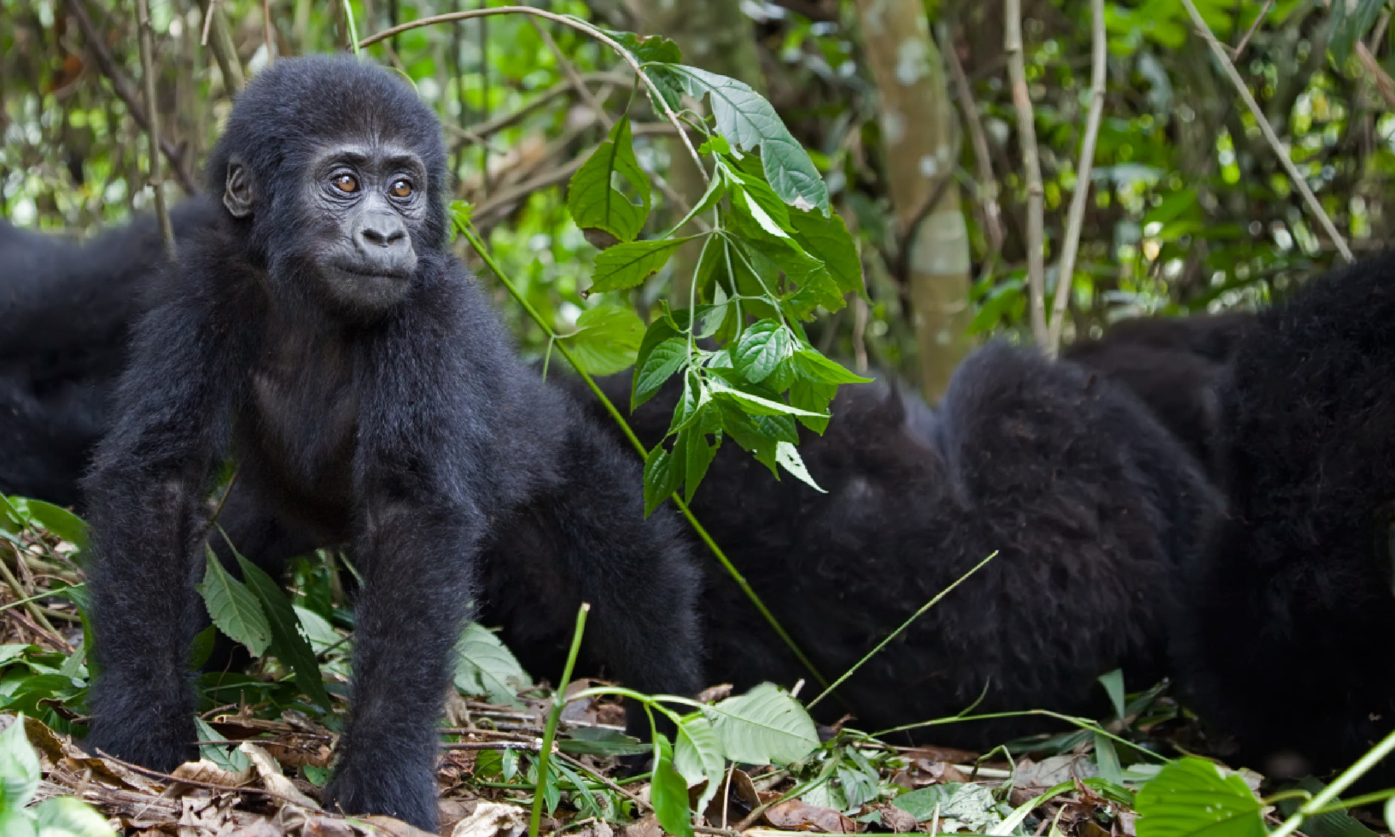 Young mountain gorilla (Shutterstock)
