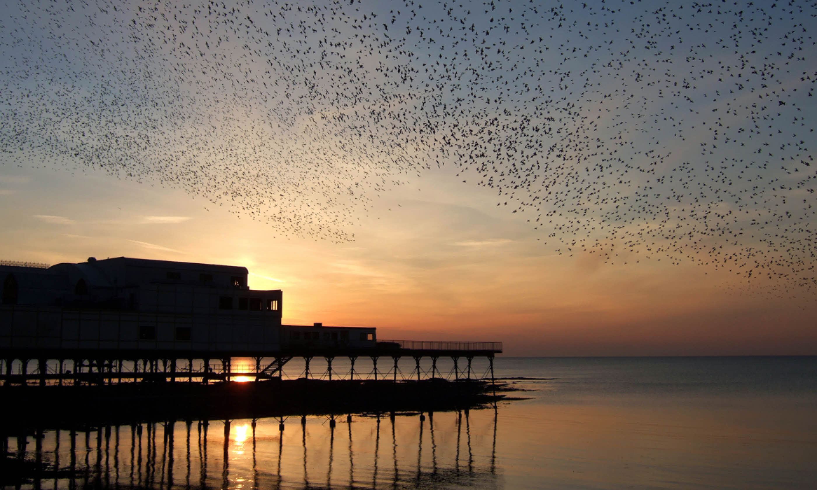 Huge flock of starlings over Aberystwyth Pier (Shutterstock)