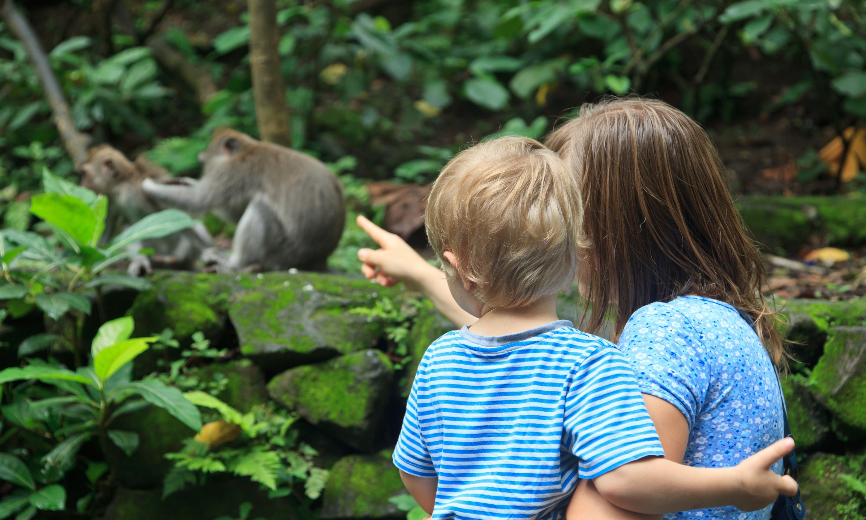 Child watching monkeys in the wild (Shutterstock.com. See main credit below)