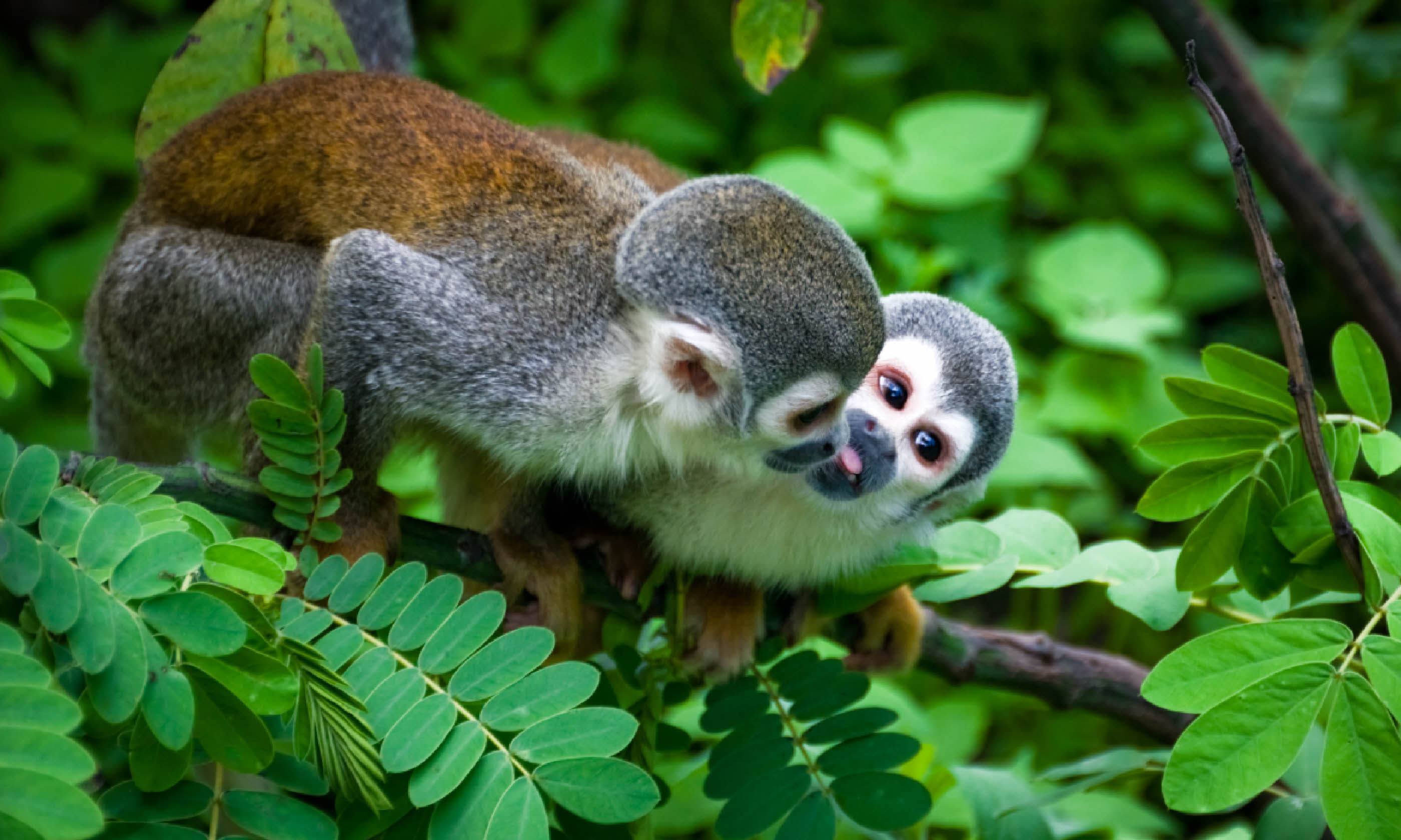 Squirrel Monkey in the Amazon (Shutterstock)
