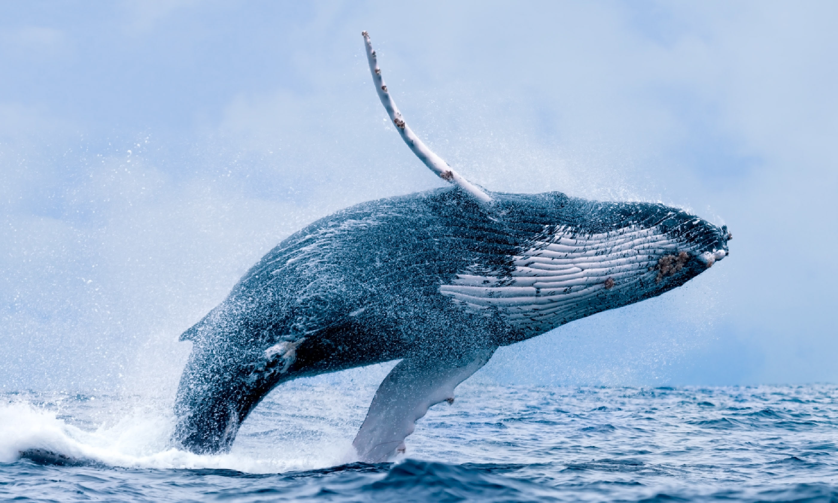 Humpback whale breaching at Puerto Lopez, Ecuador (Shutterstock)