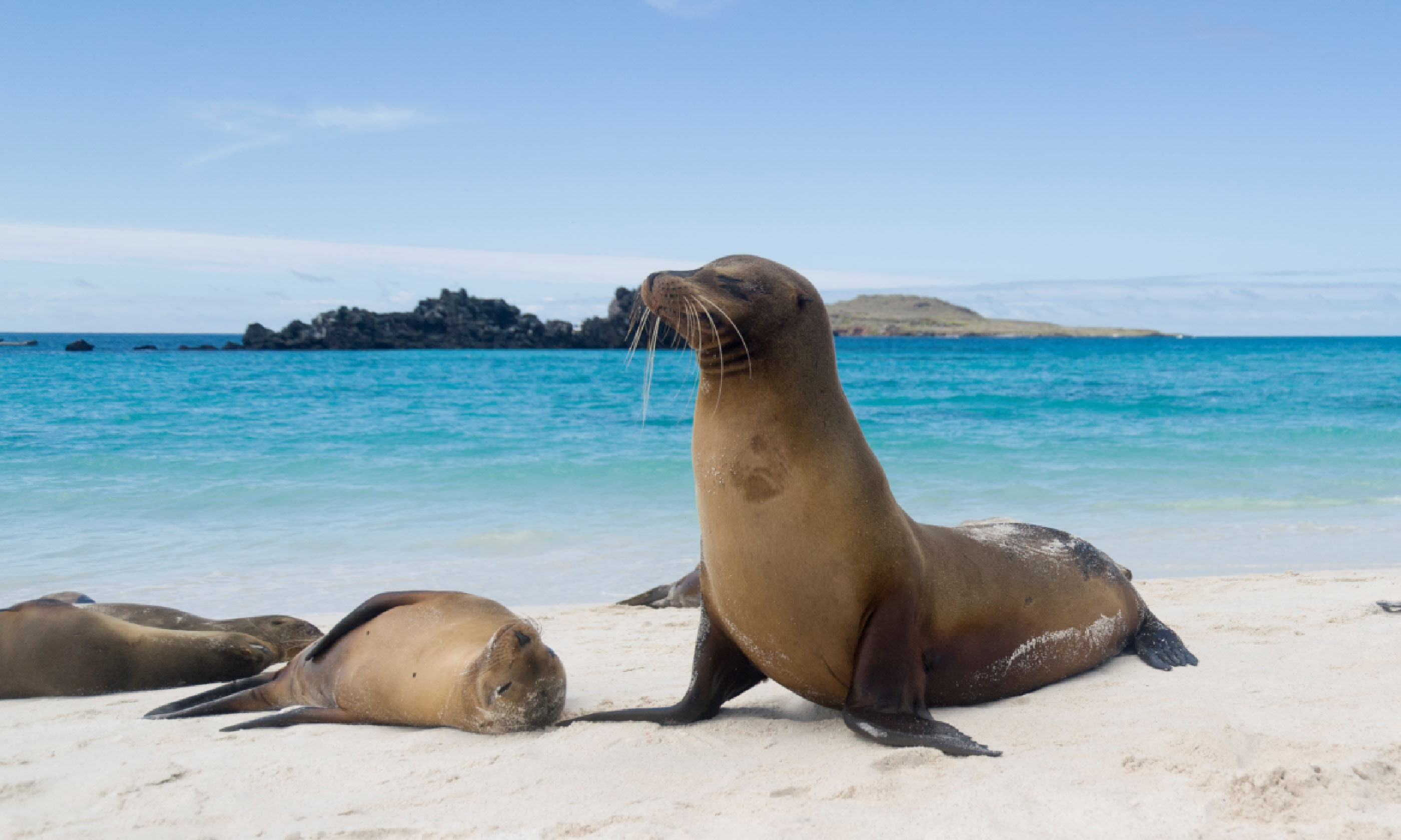 How to plan a trip to the Galapagos Islands (Shutterstock: see credit below)