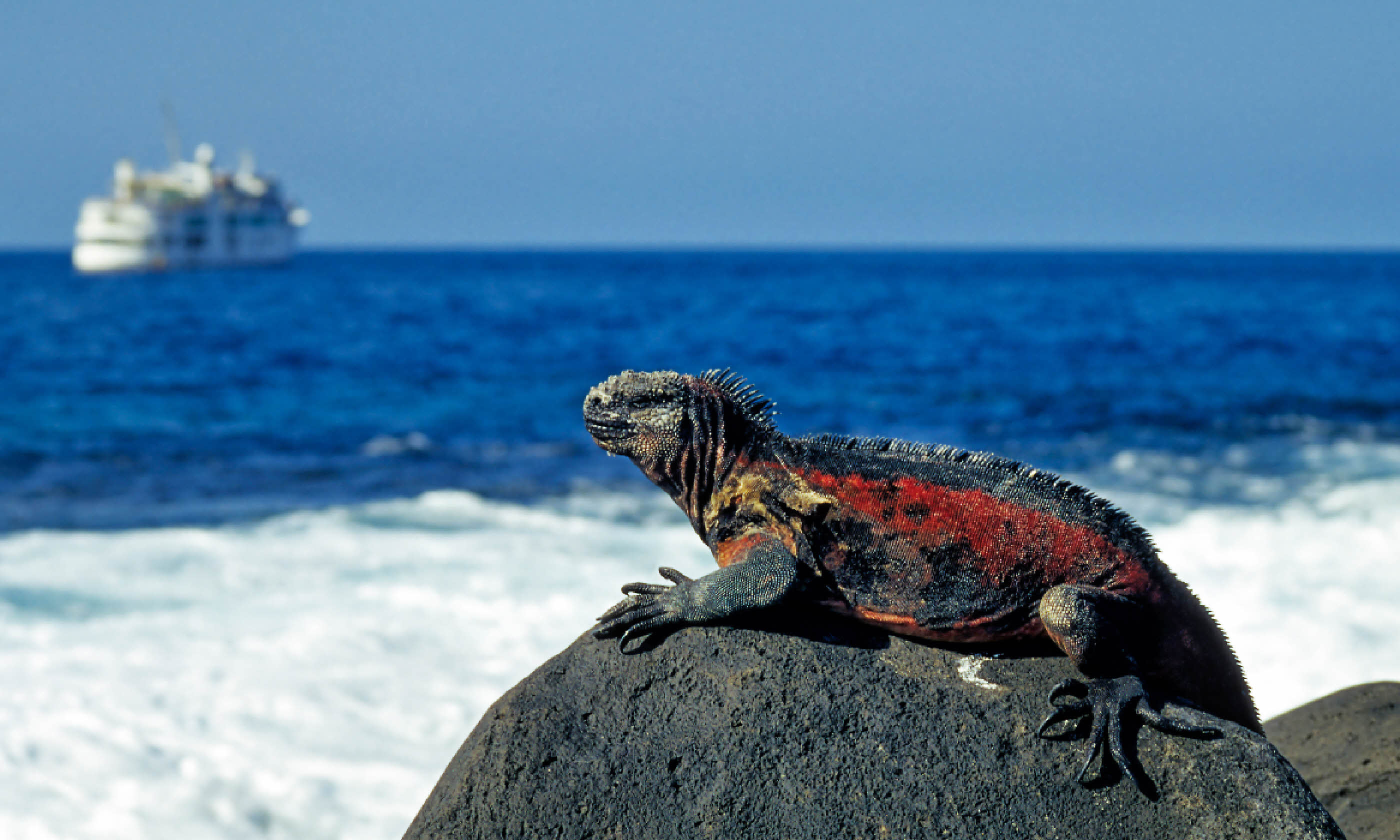 Marine iguana (Shutterstock)