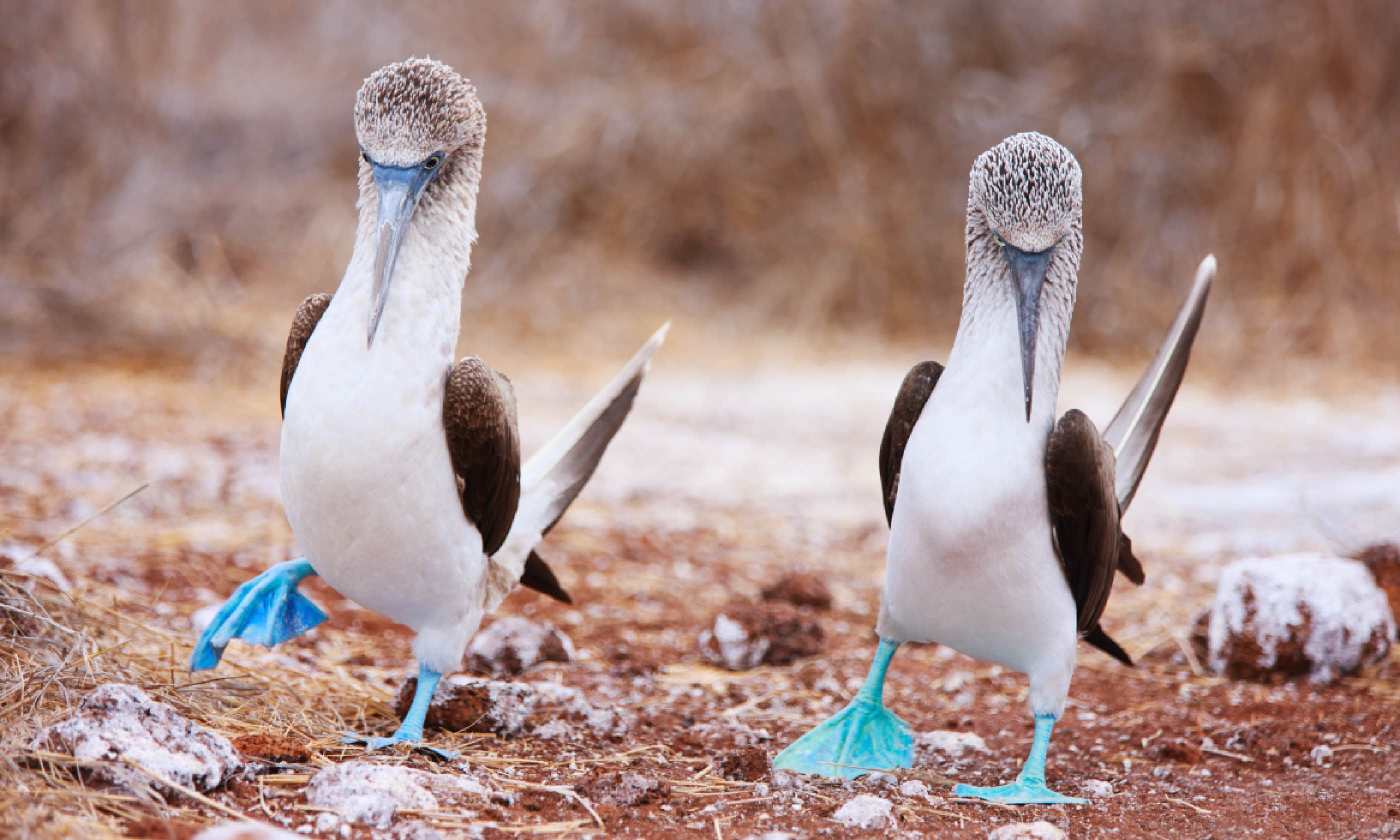 Blue footed boobies performing mating dance (Shutterstock)