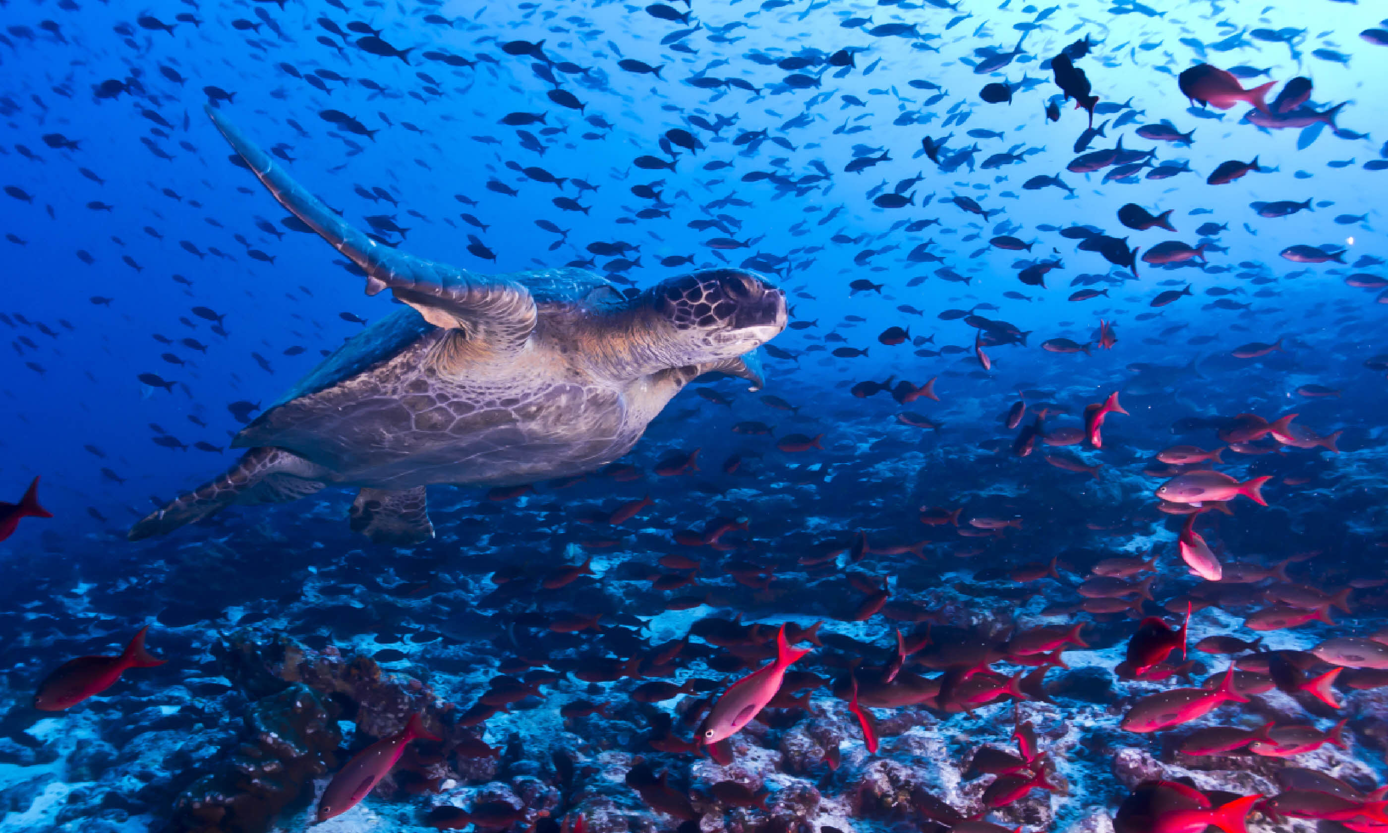 Turtle and fish, Galapagos (Shutterstock)