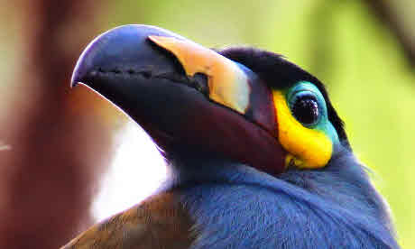  Plate-billed Mountain Toucan