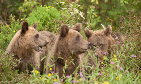 How to track down brown bears in Estonia (dreamstime)