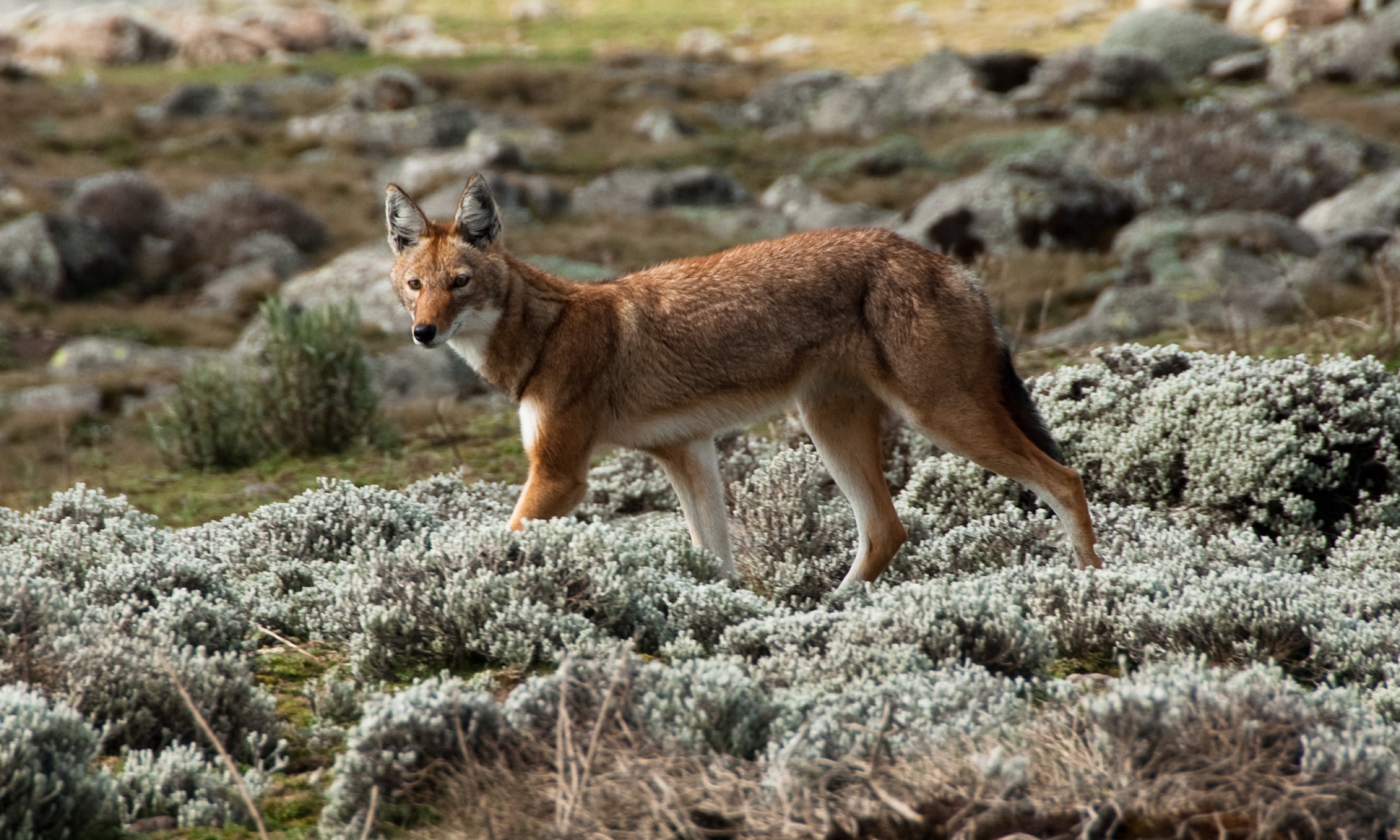 Simien wolf, Ethiopian Highlands (Shutterstock.com)
