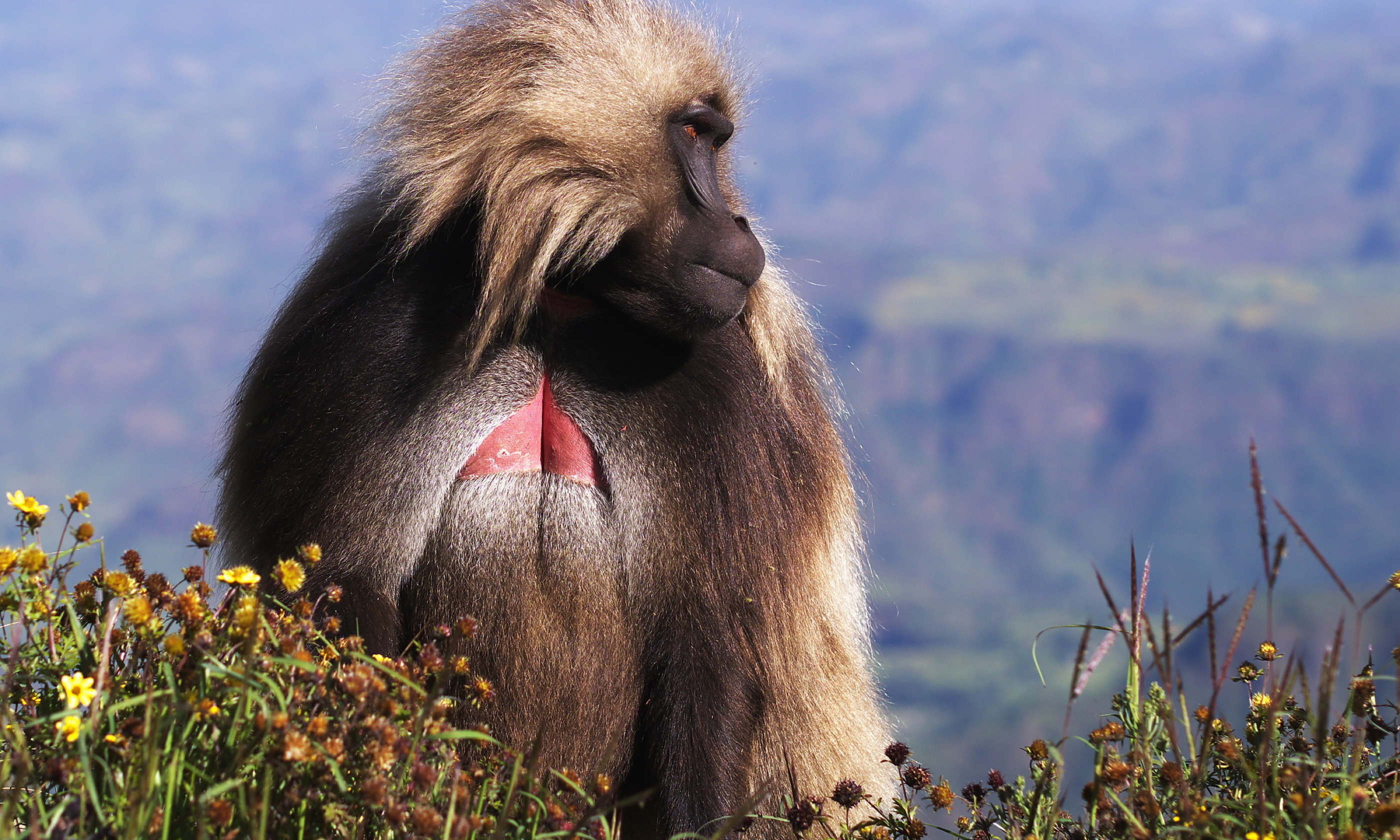 Male Gelada baboon in Simien mountains (Shutterstock.com)