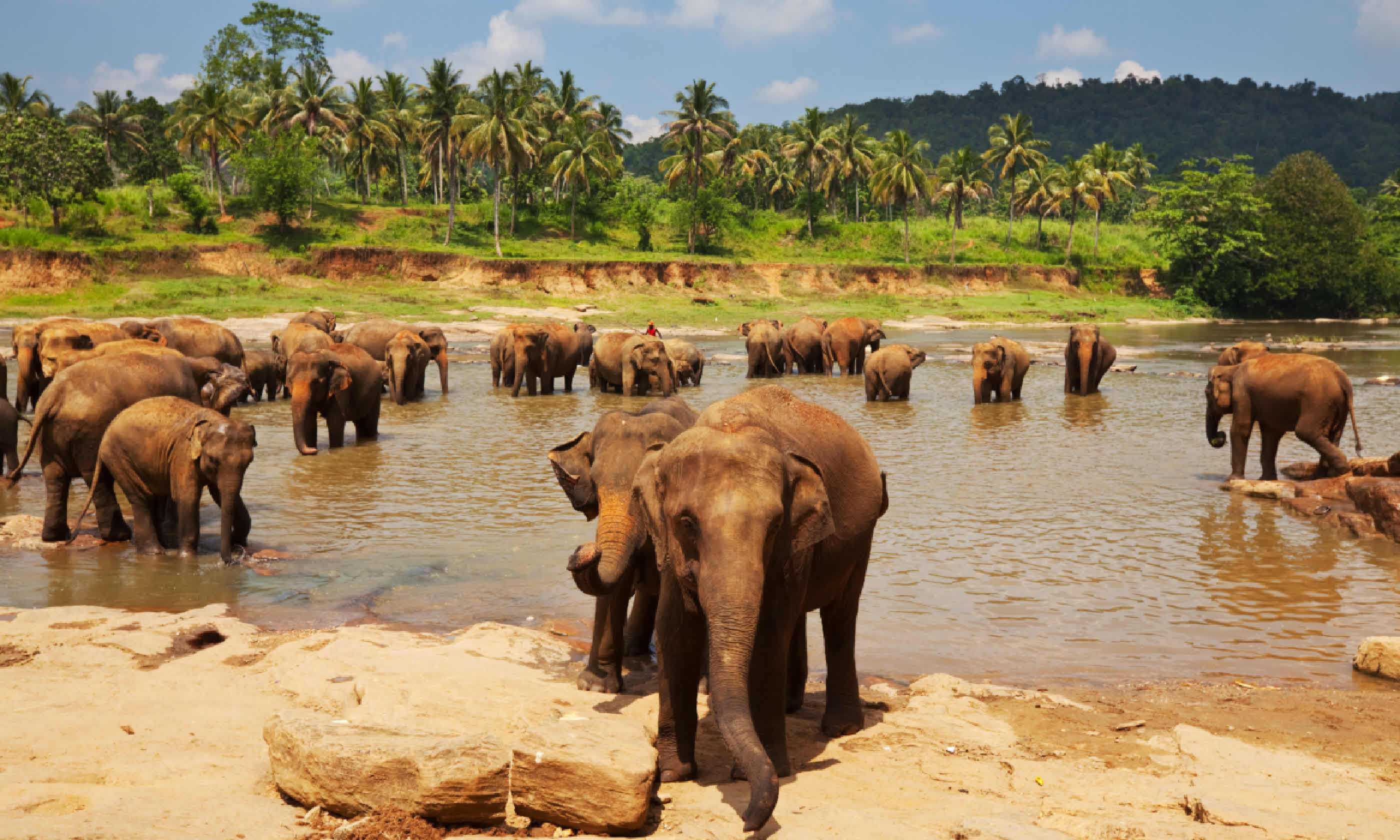 Elephants in Sri Lanka (Shutterstock)