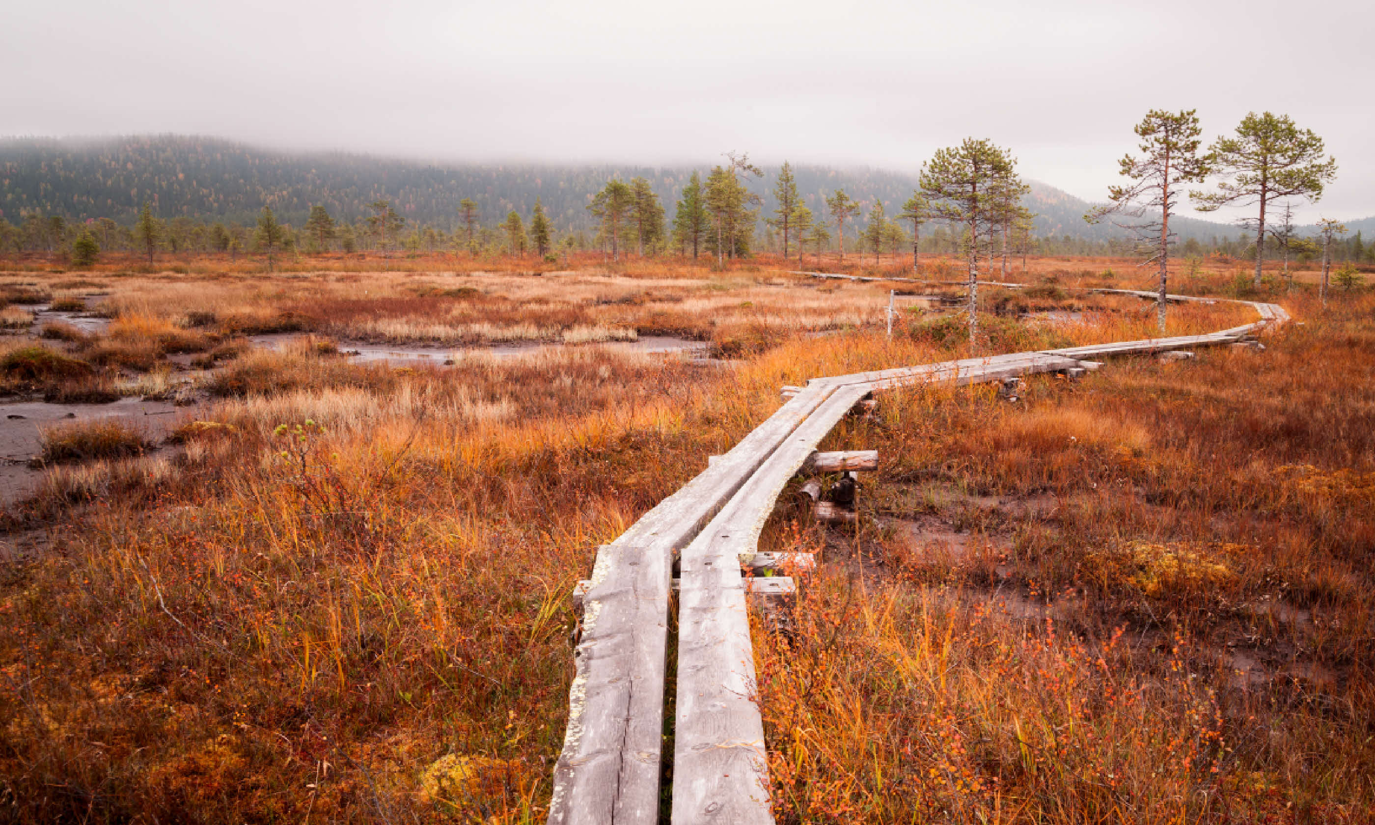 Bog in Finland (Shutterstock)