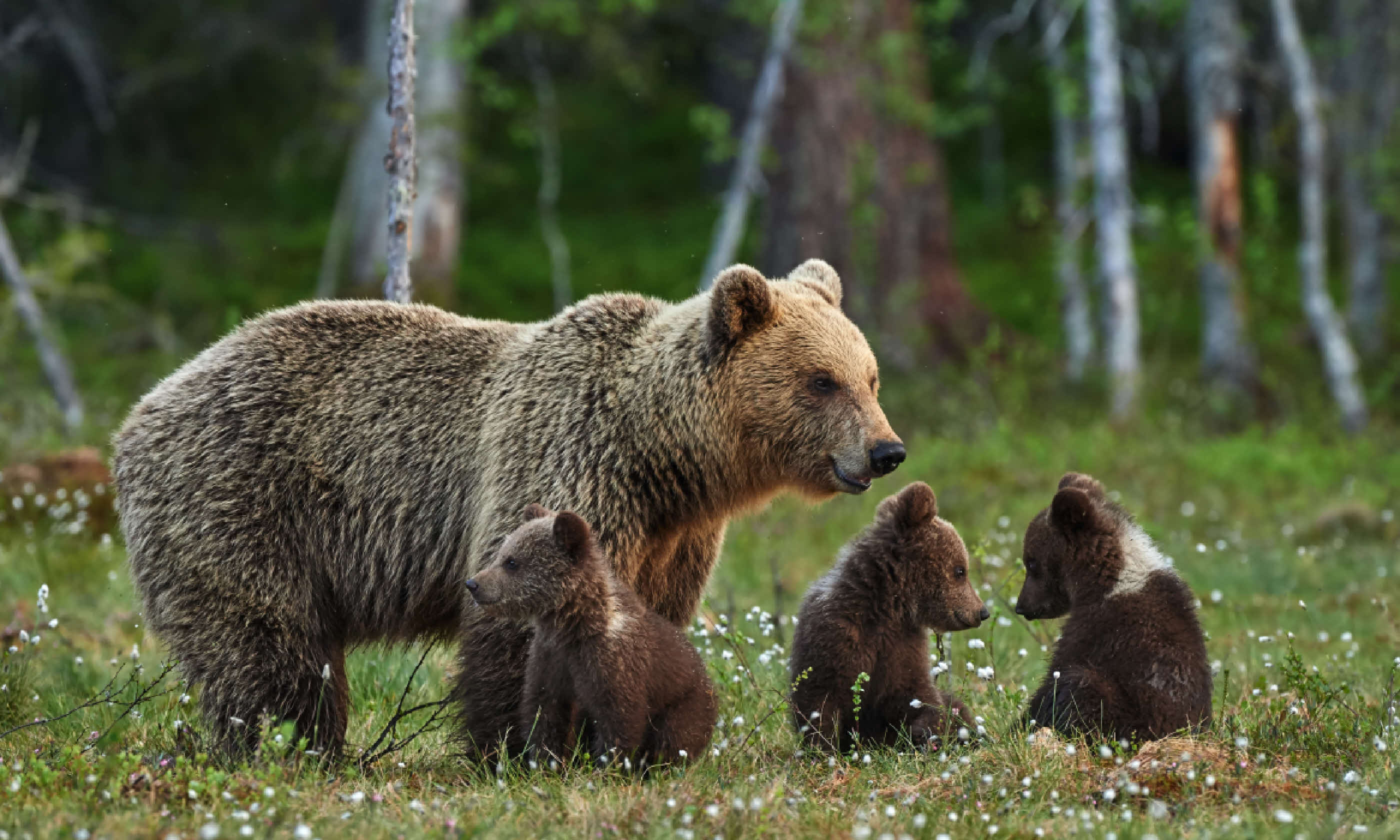 Mother bear and three puppies (Shutterstock)