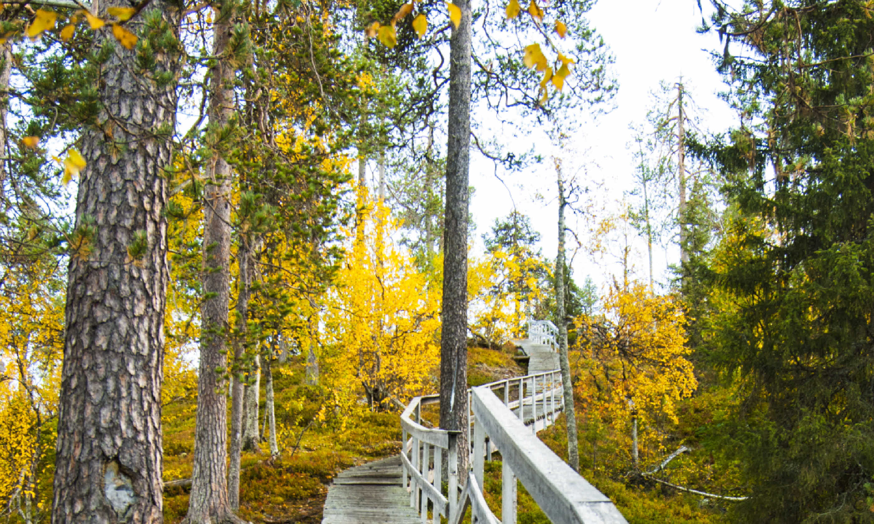 Finland forest (Shutterstock)