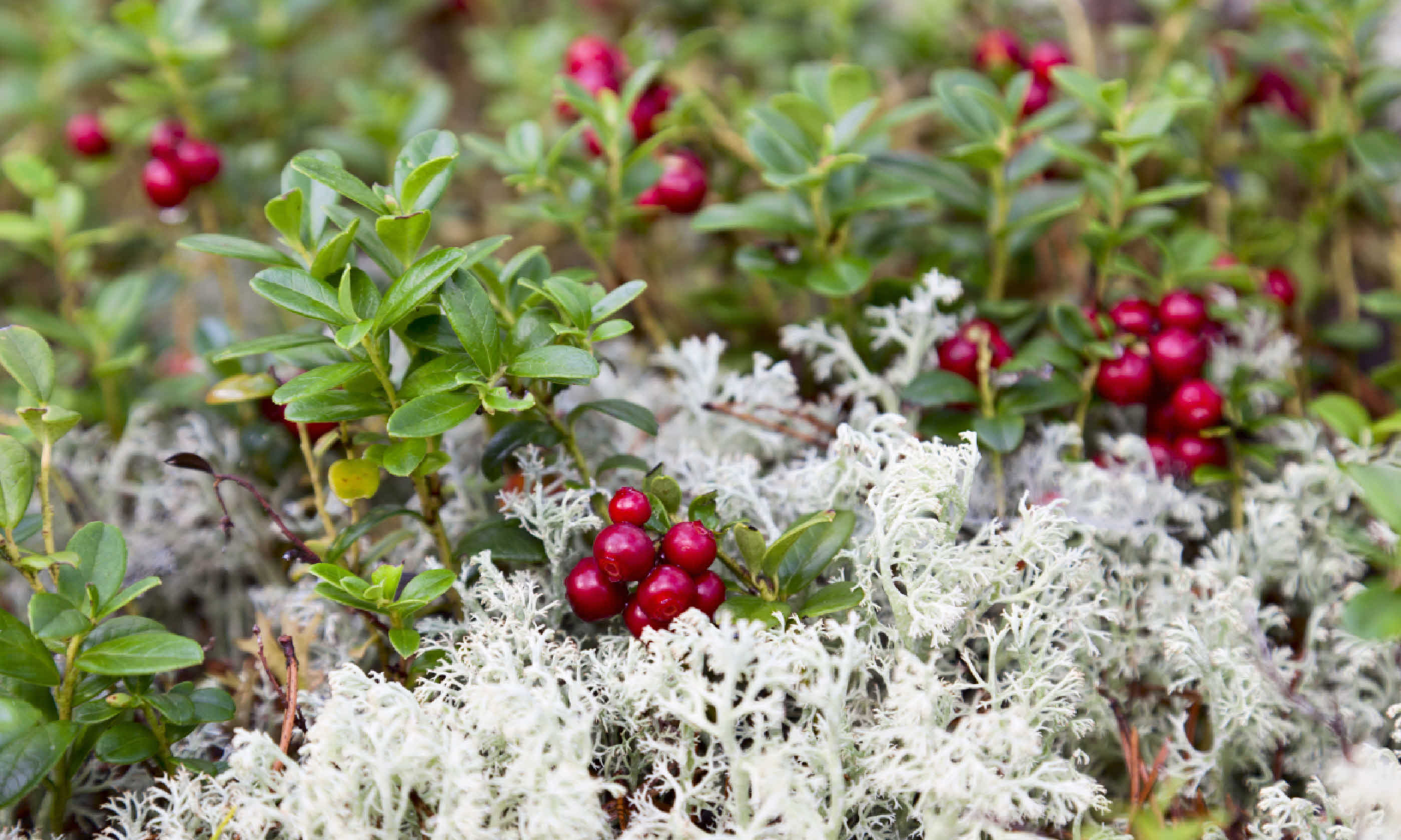 Wild lingonberries (Shutterstock)