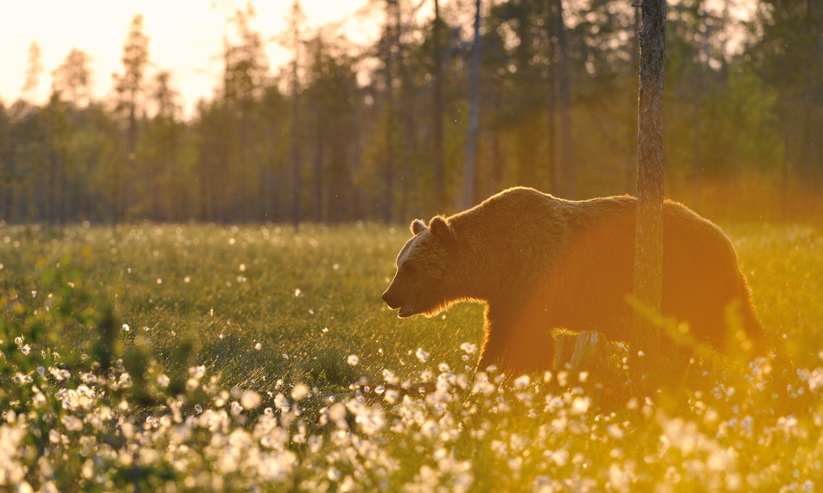 Brown bear at sunset (Shutterstock.com)