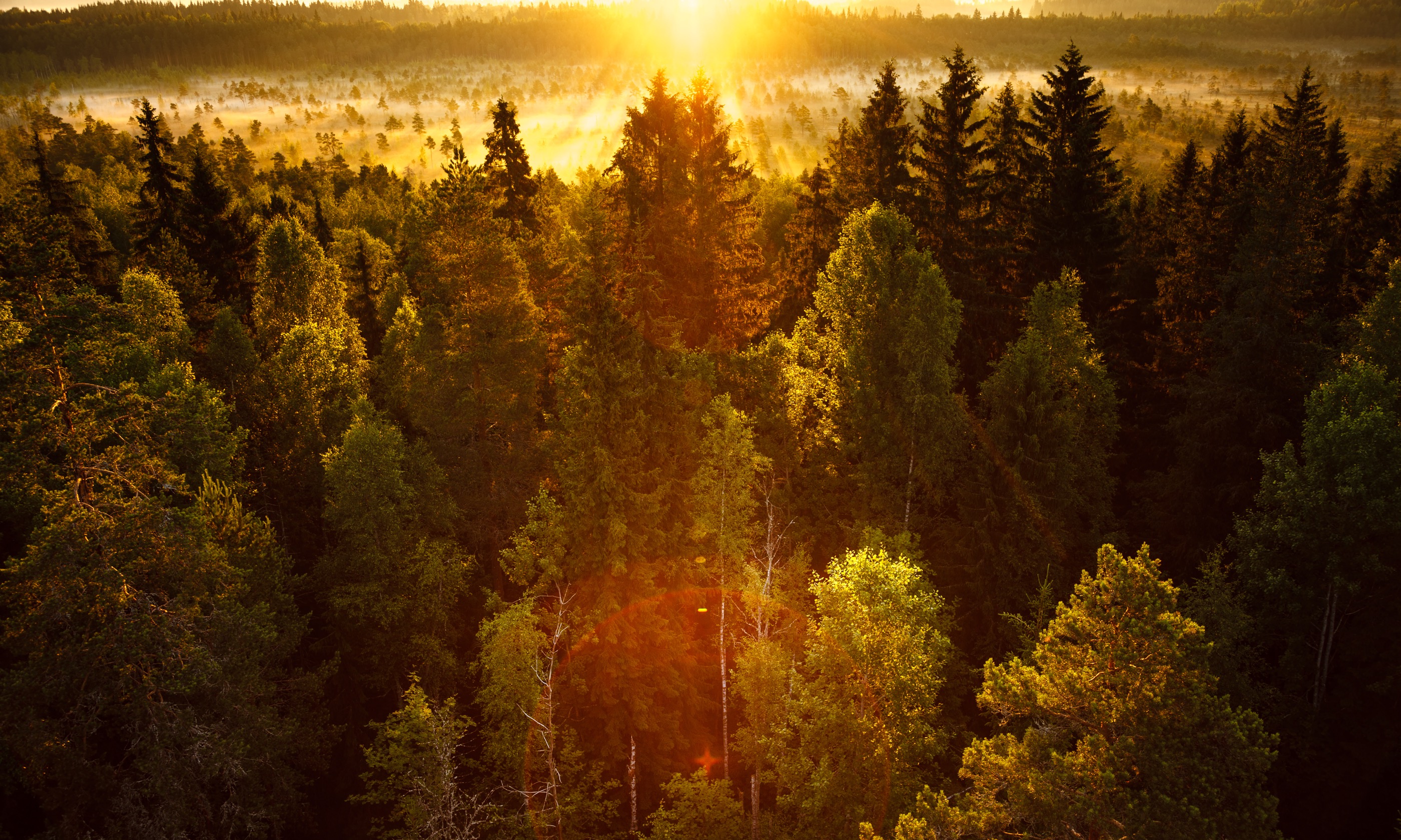 Autumnal forest (Shutterstock.com)