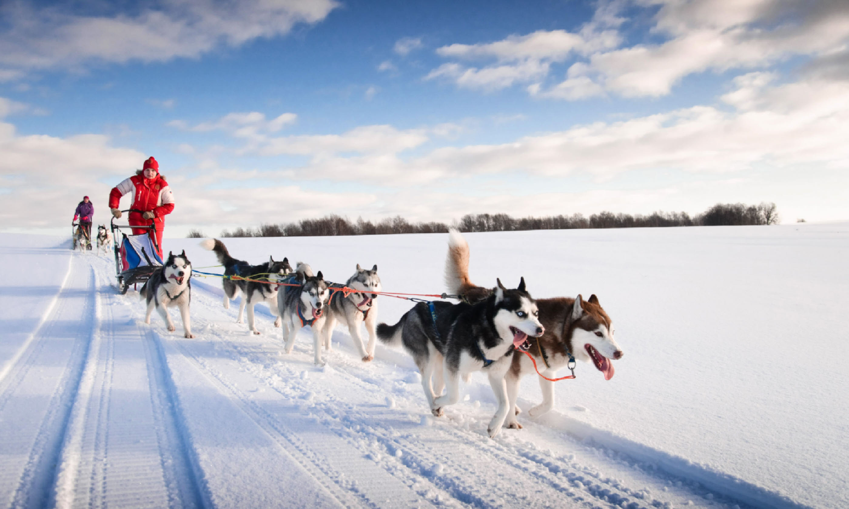 Musher on sled (Shutterstock)