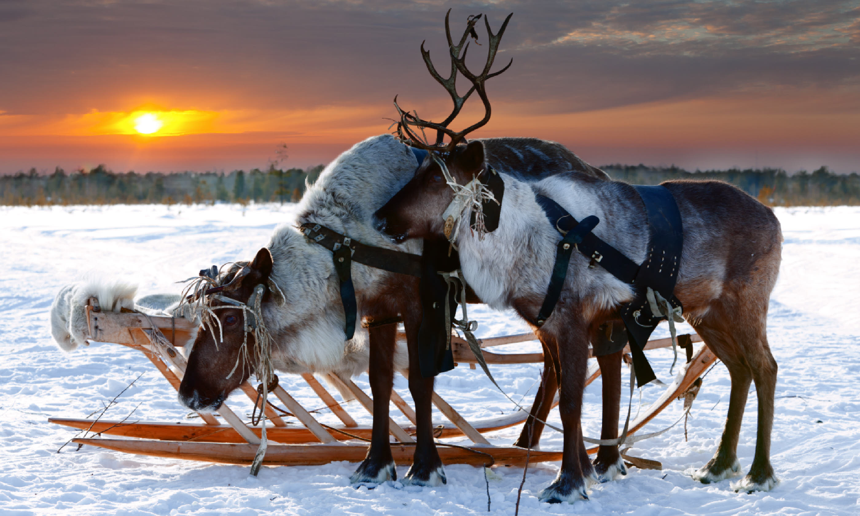 Reindeer in a harness (Shutterstock)