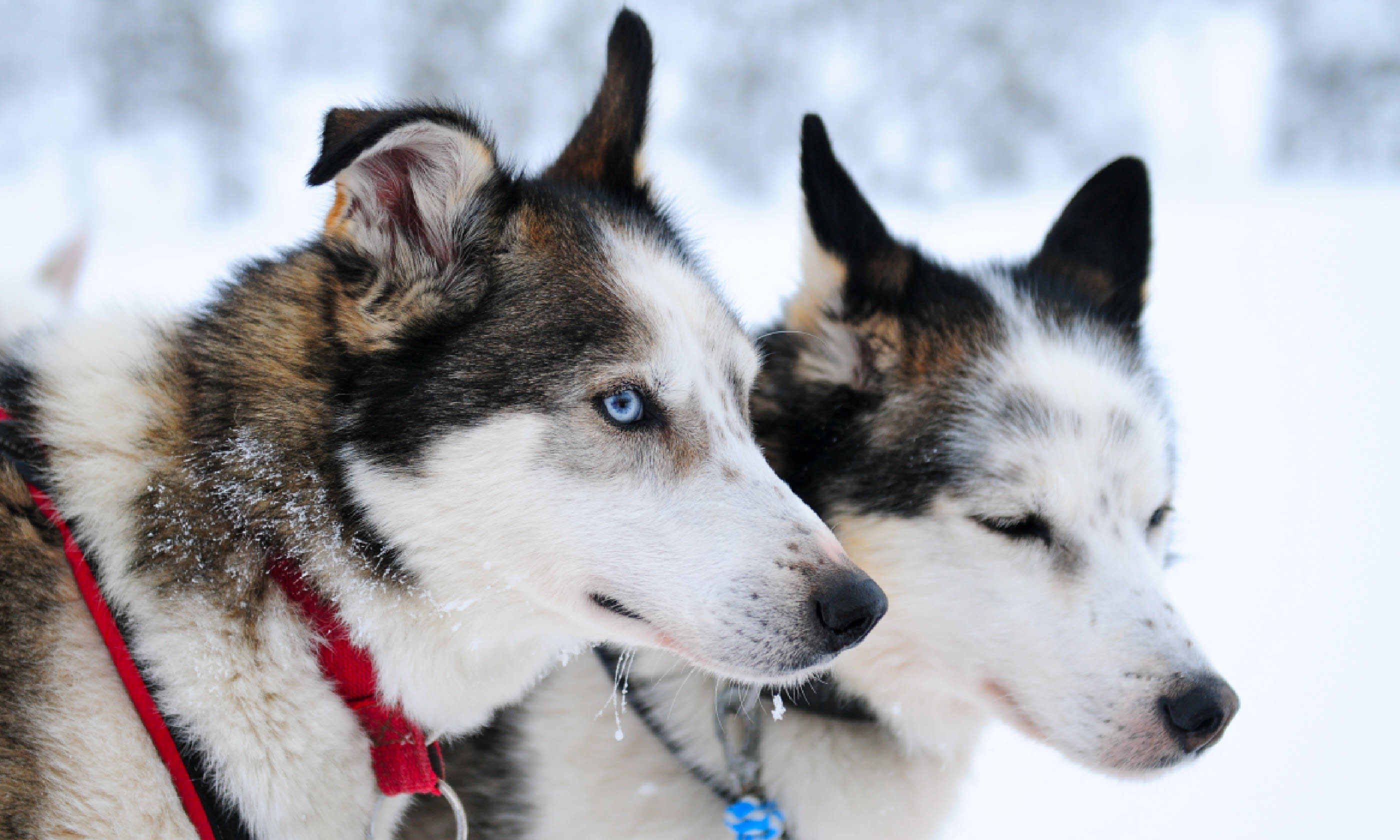 Husky in harness (Shutterstock)