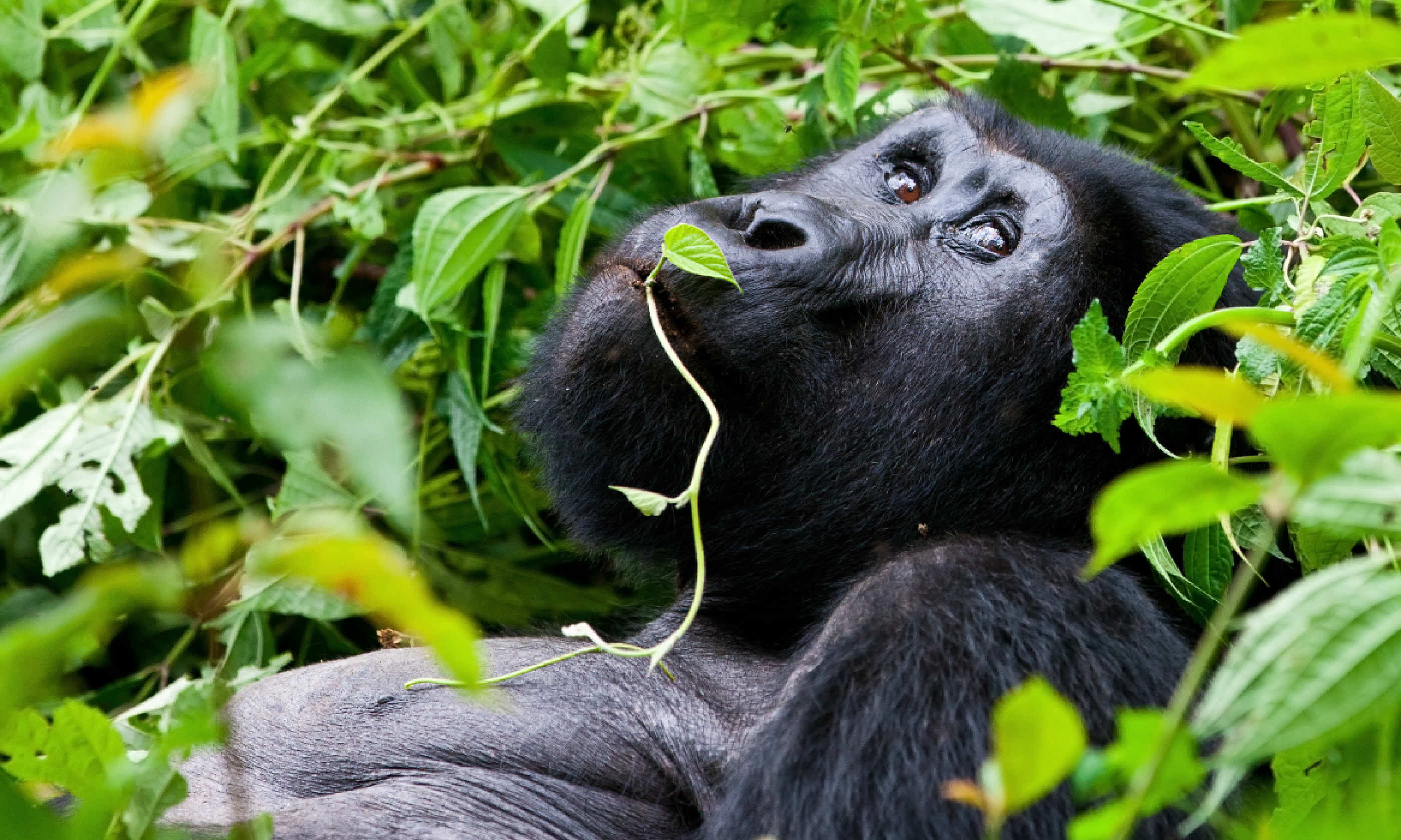 Mountain gorilla in Uganda (Shutterstock: see credit below)