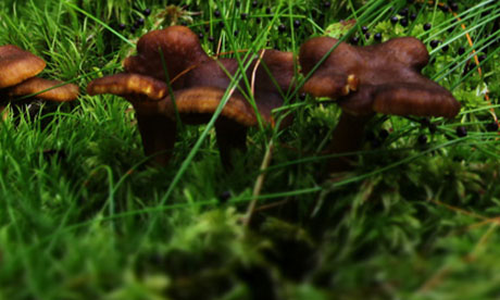 Finnish mushrooms (http://feelthenature.fi)