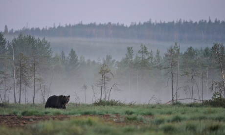Bear watching in Finland's wilderness (Joni-Pekka Luomala)
