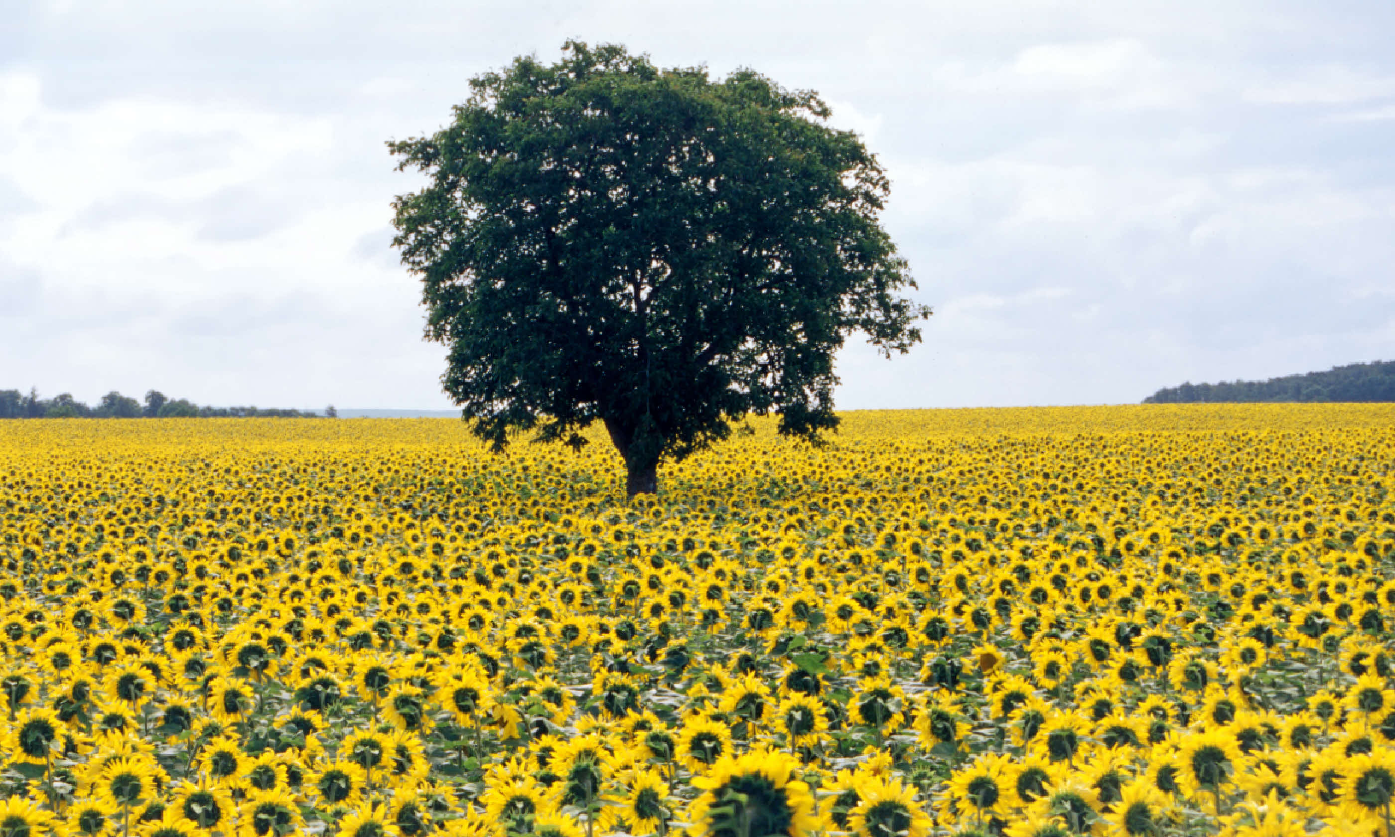 Sunflowers in the Loire region (Shutterstock)