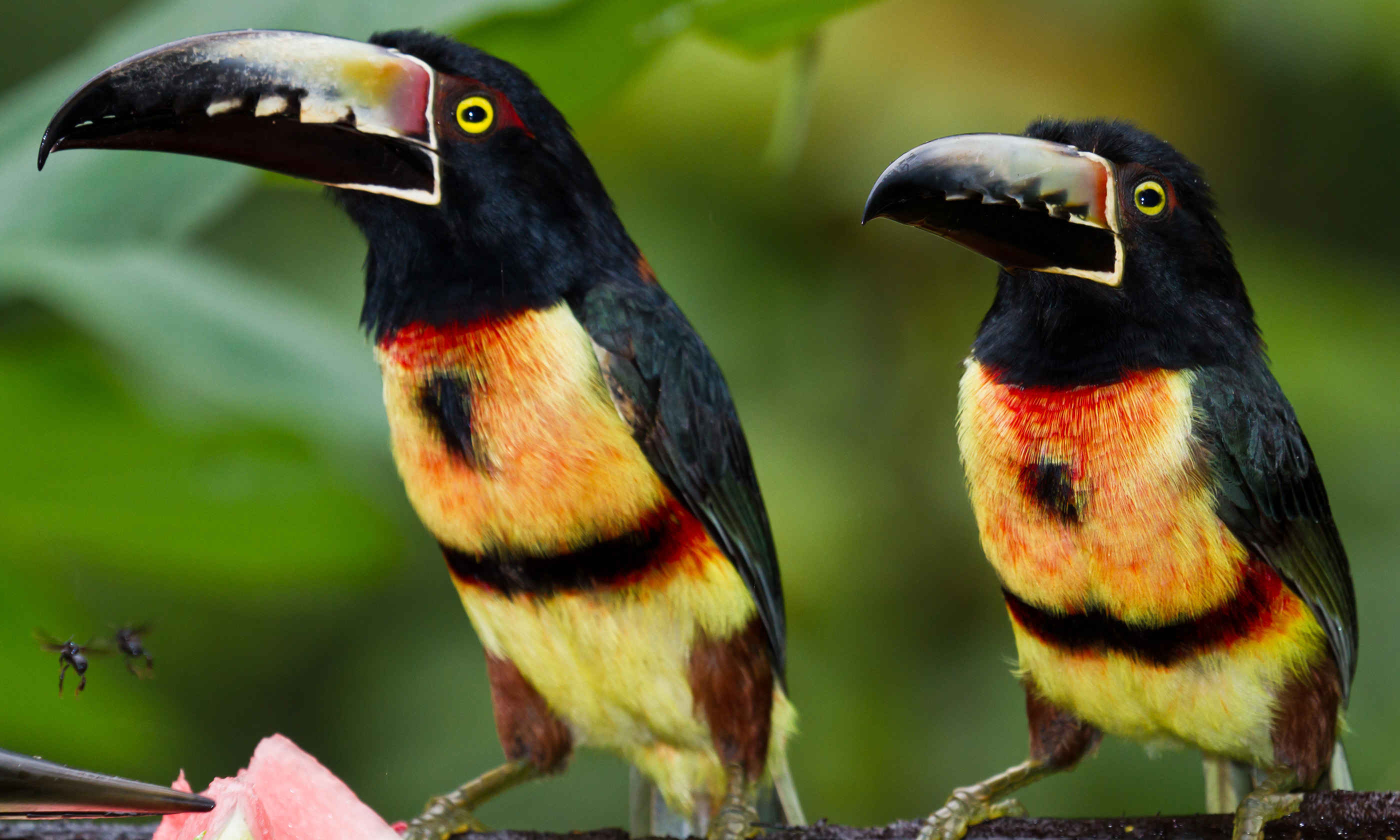 Aracari toucan, Belize (Shutterstock.com)