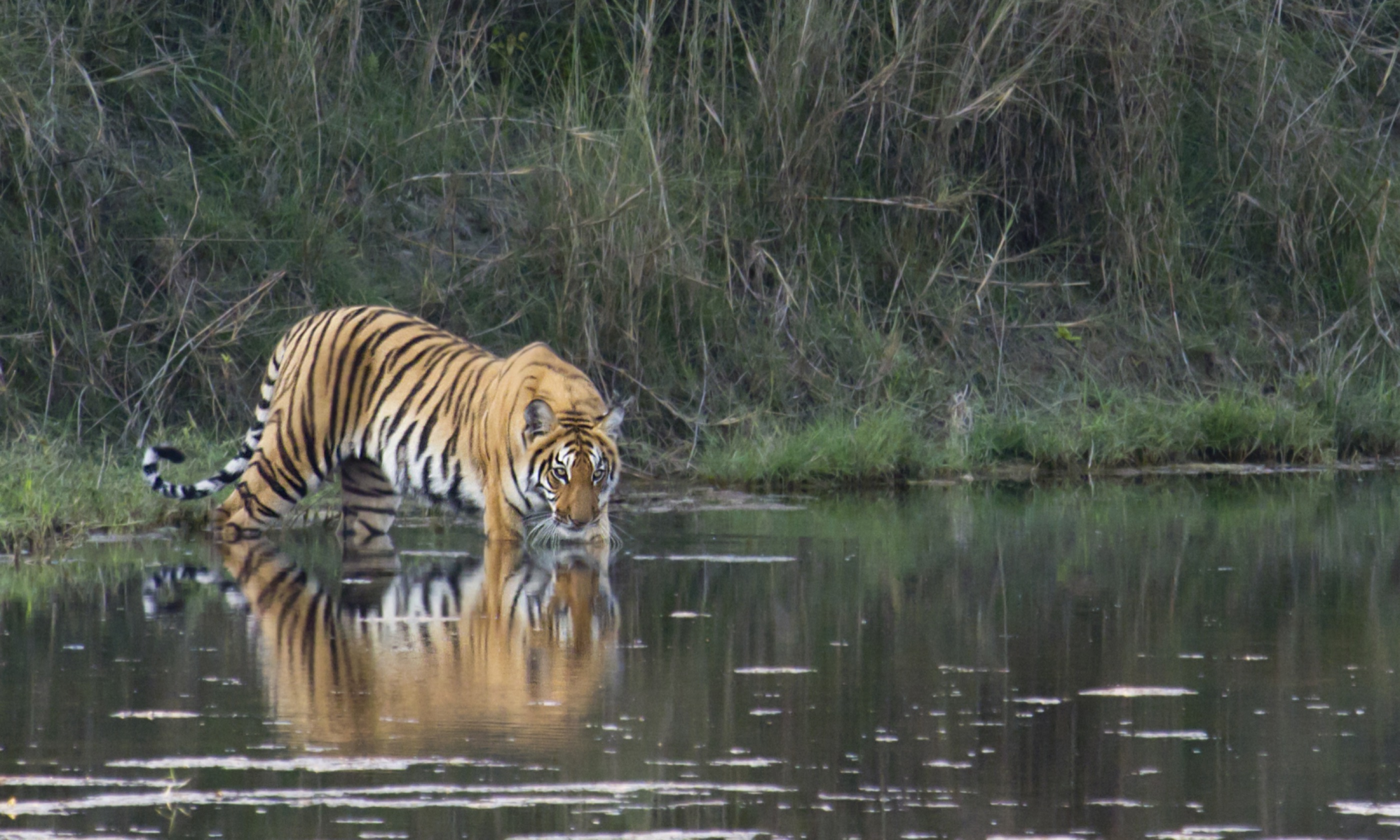 Bengal tiger crossing river (Shutterstock.com)