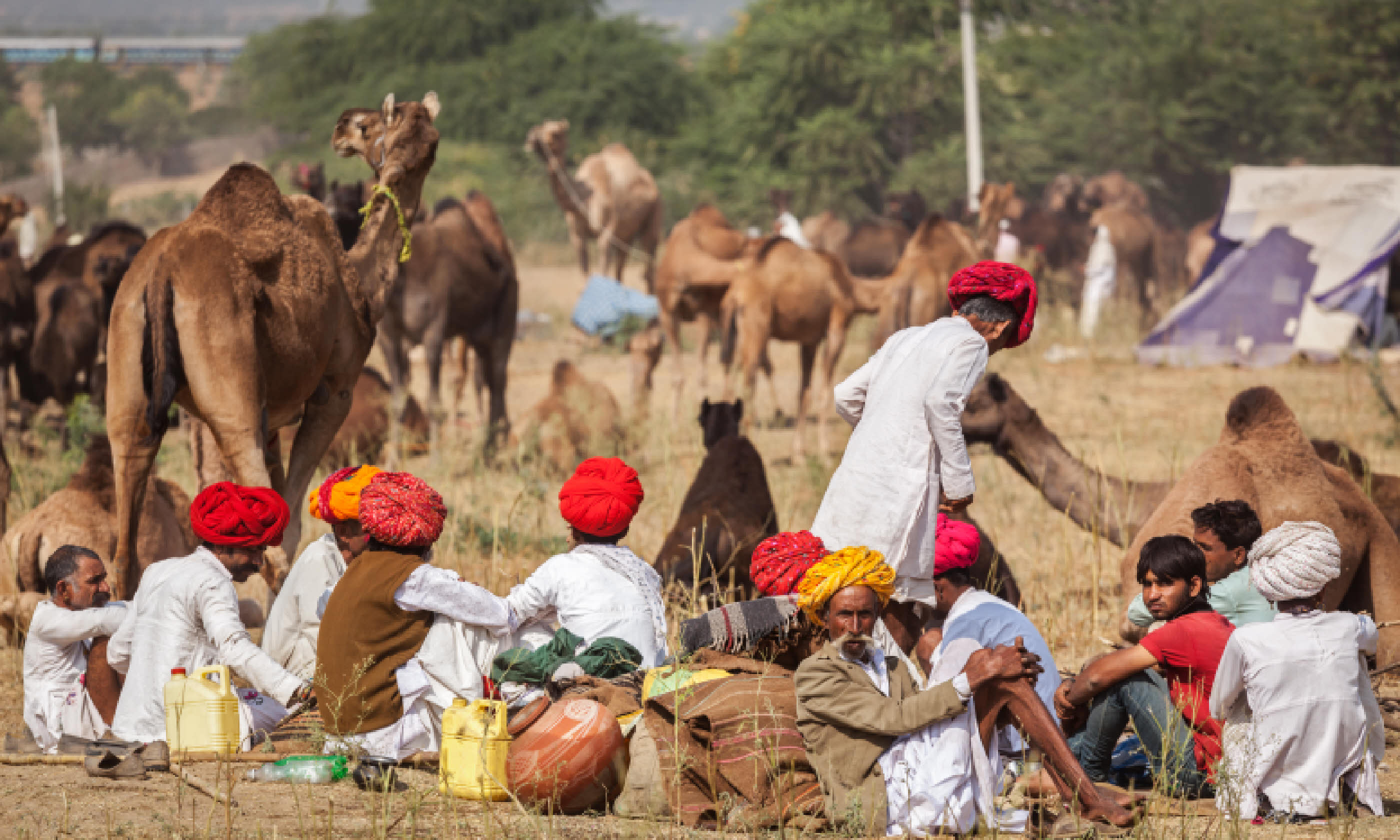 Pushkar Camel Fair (Shutterstock)