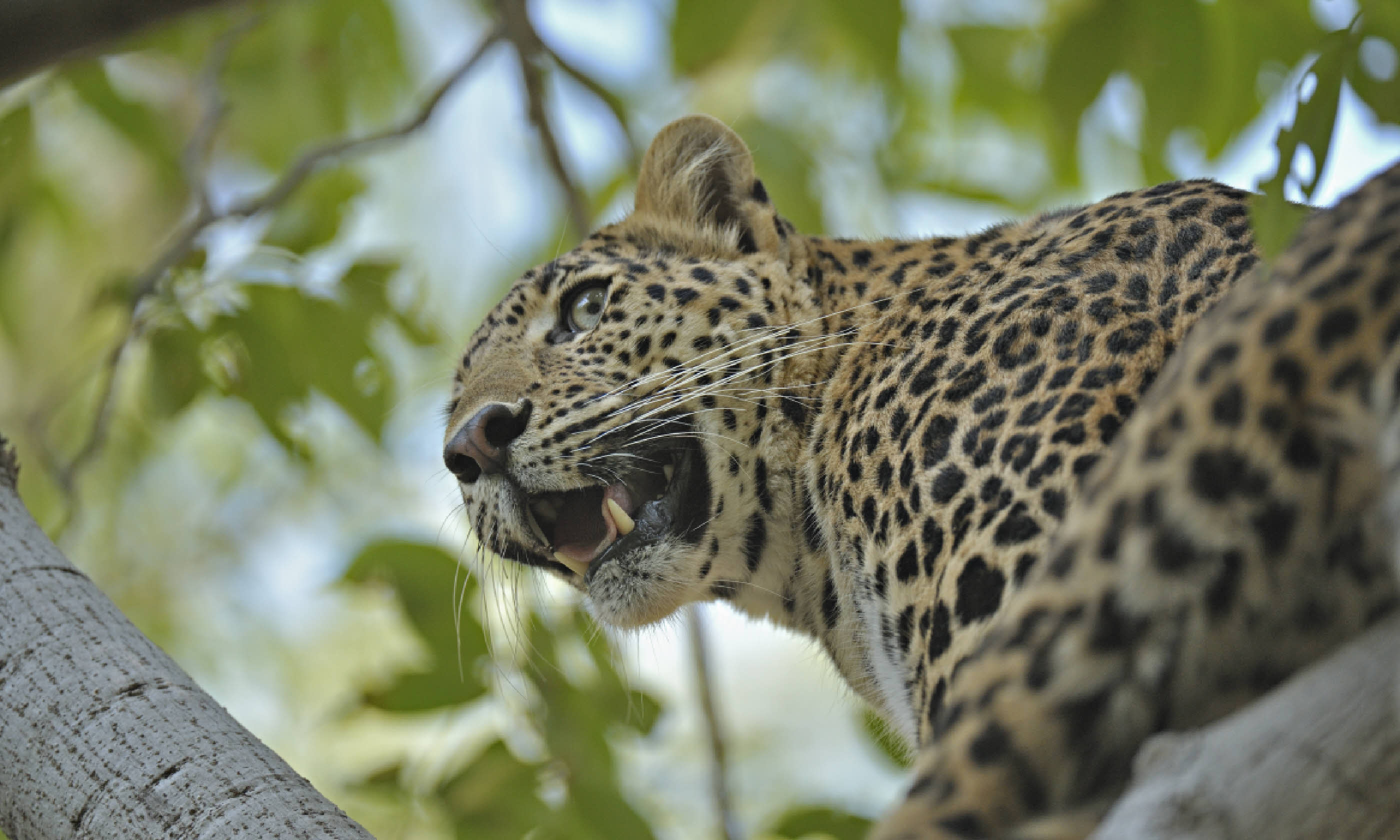 Leopard, India (Shutterstock: see credit below)