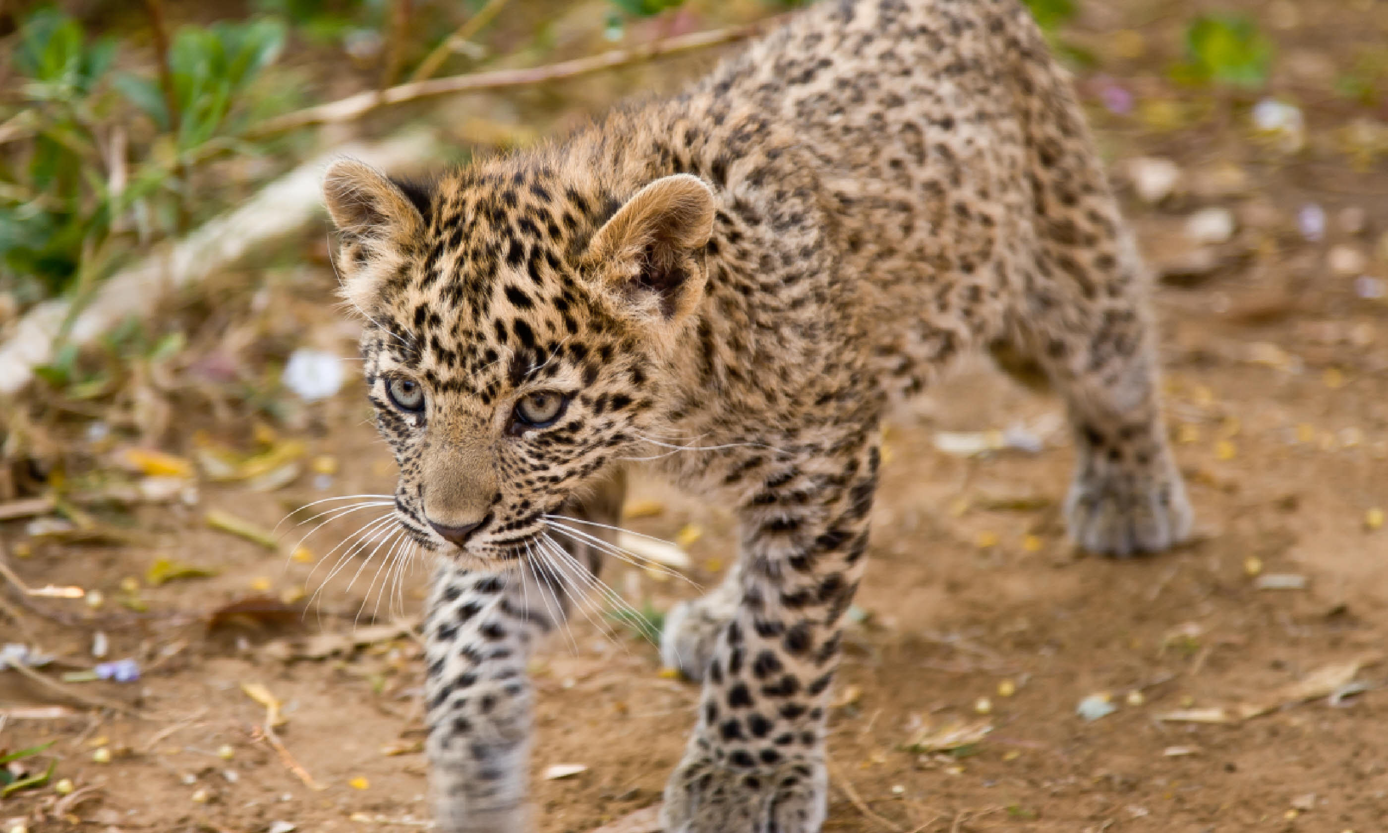 Young leopard cub on the prowl (Shutterstock)