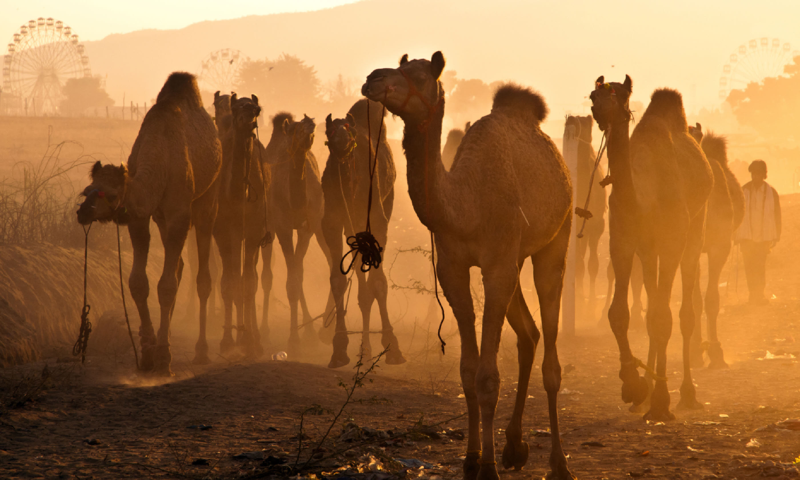 Camels at Puskhar Fair (Supplied: Transindus)