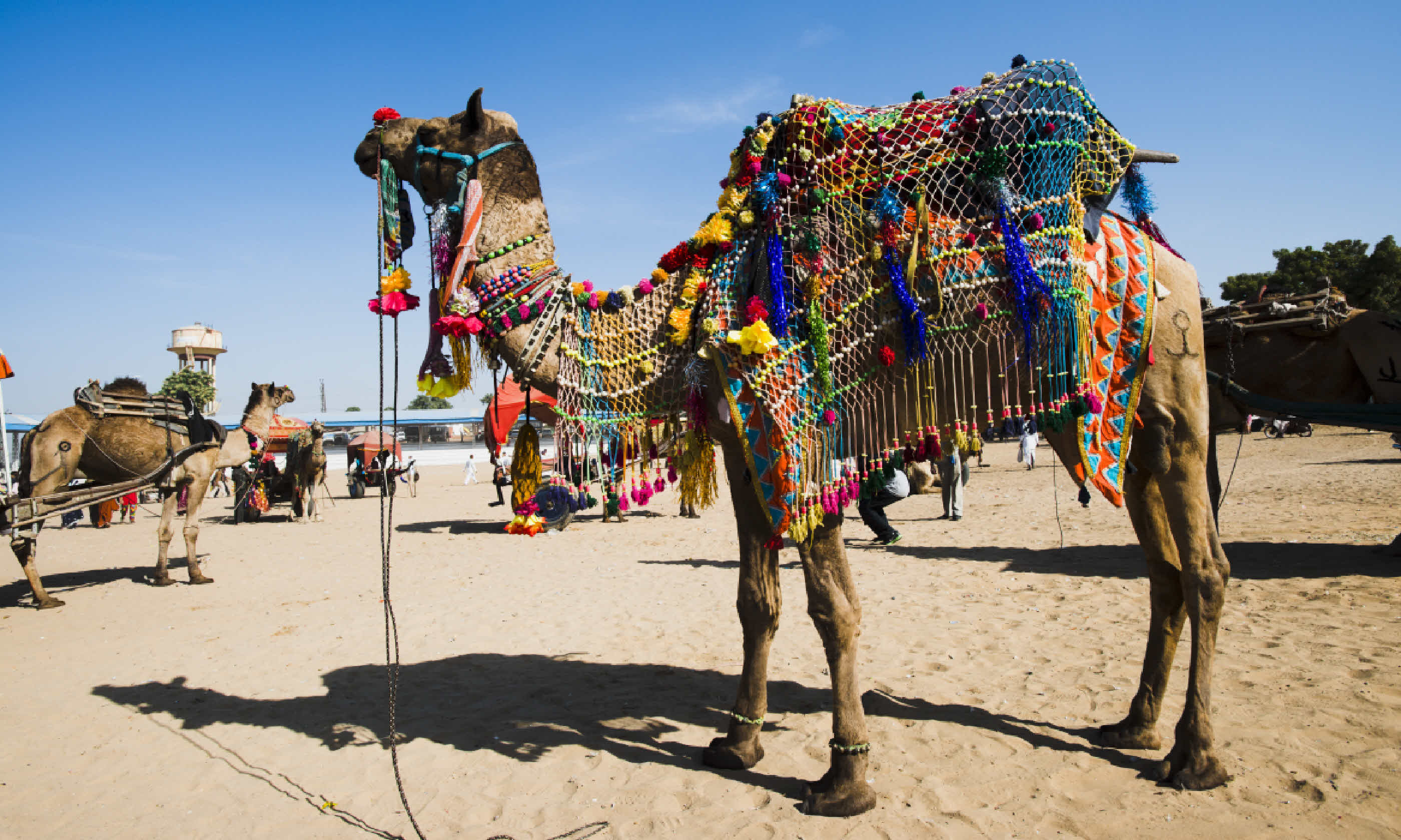 Camels at Puskhar Fair (Supplied: Transindus)