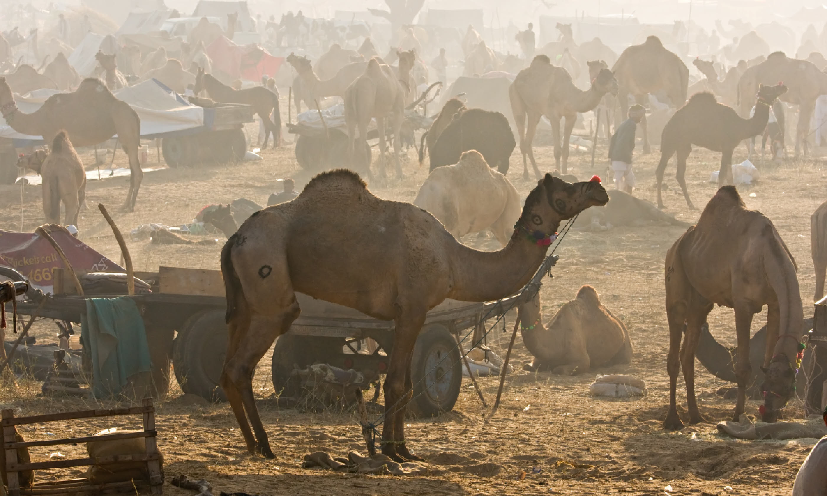 Camels at Puskhar Fair (Supplied: Transindus)