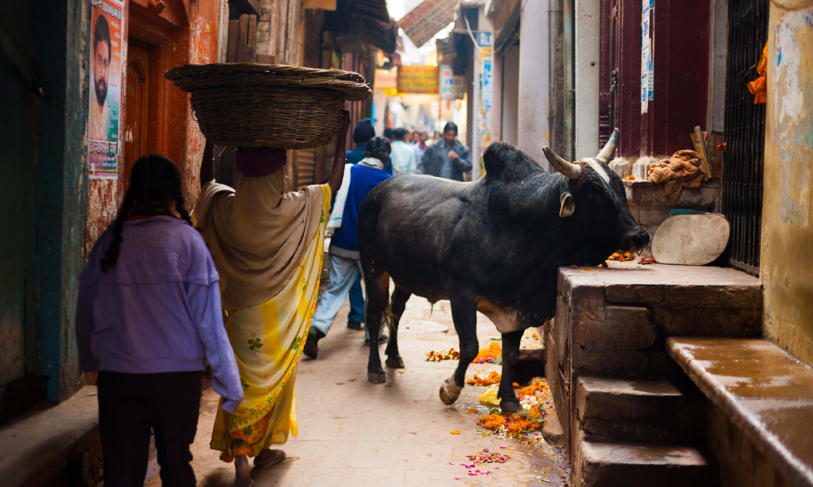 A holy black cow blocks a narrow alley (Shutterstock)